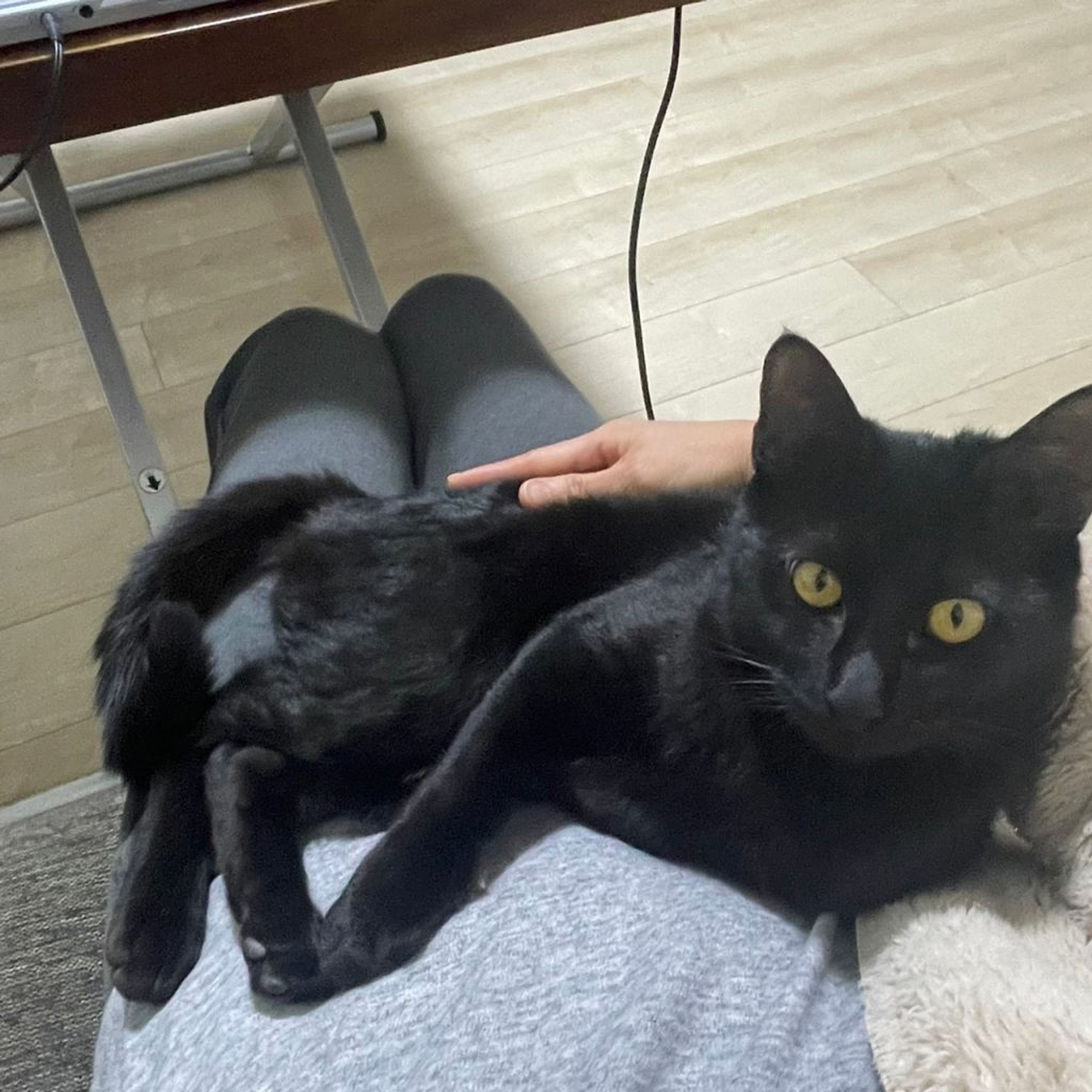 pet-image-9