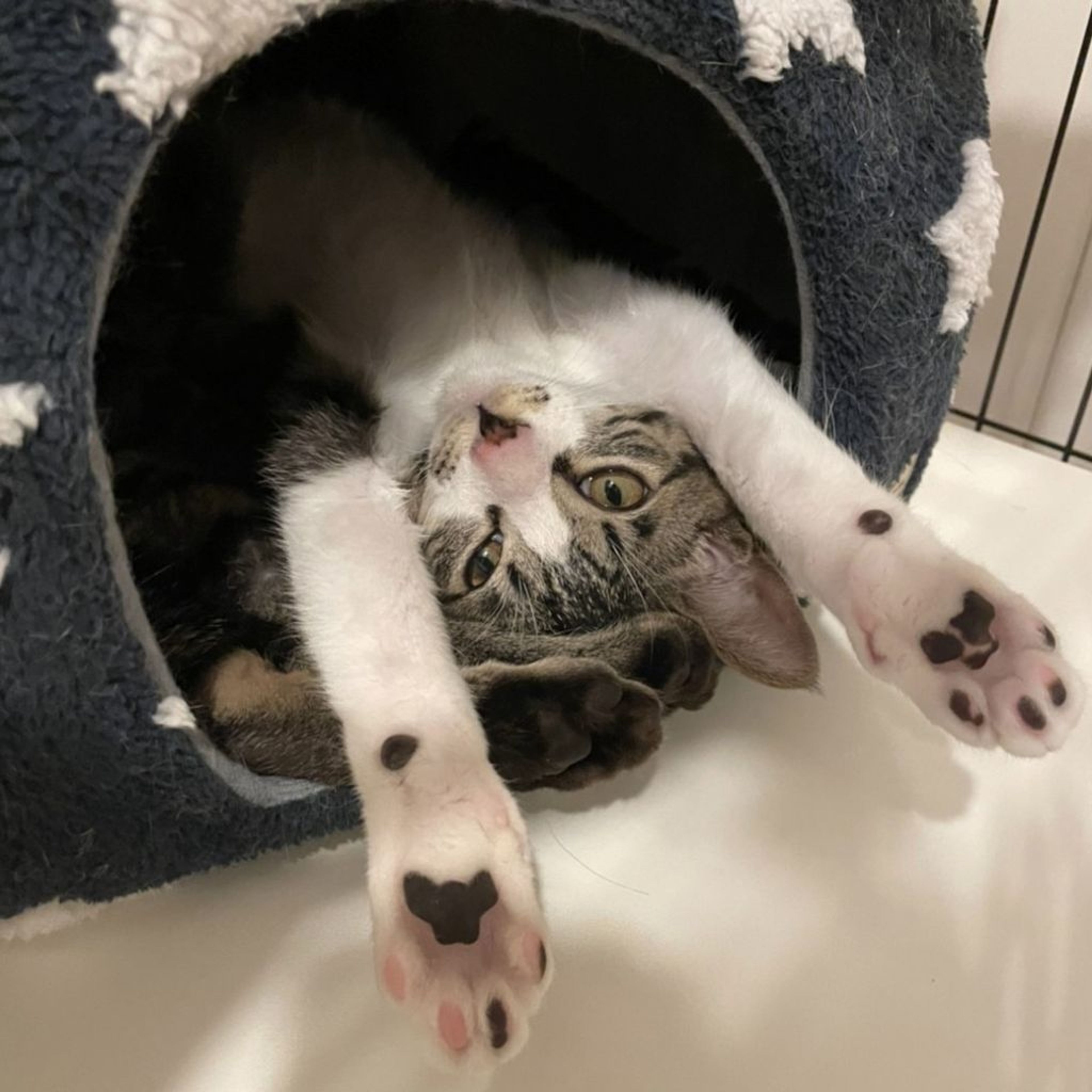 pet-image-4