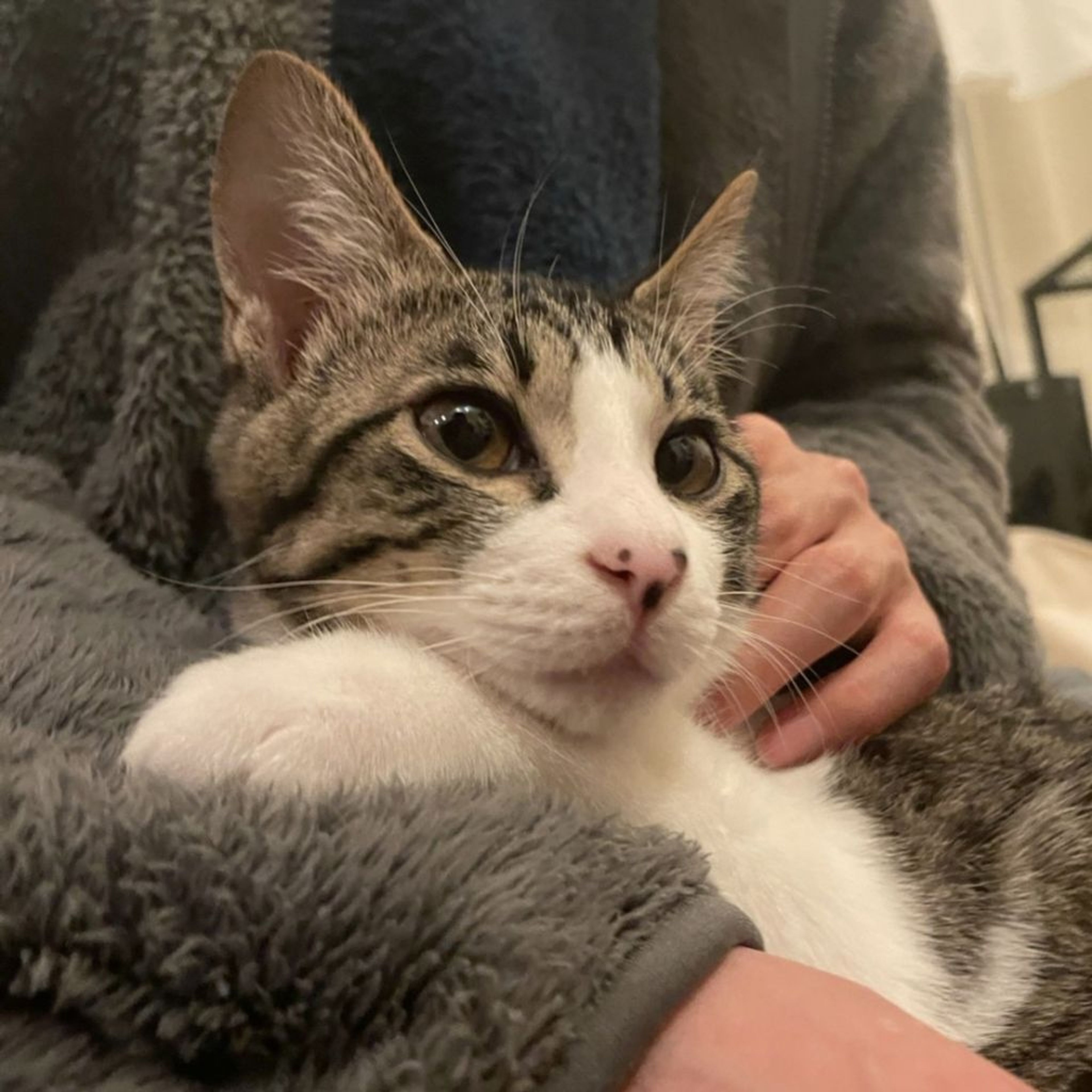 pet-image-5