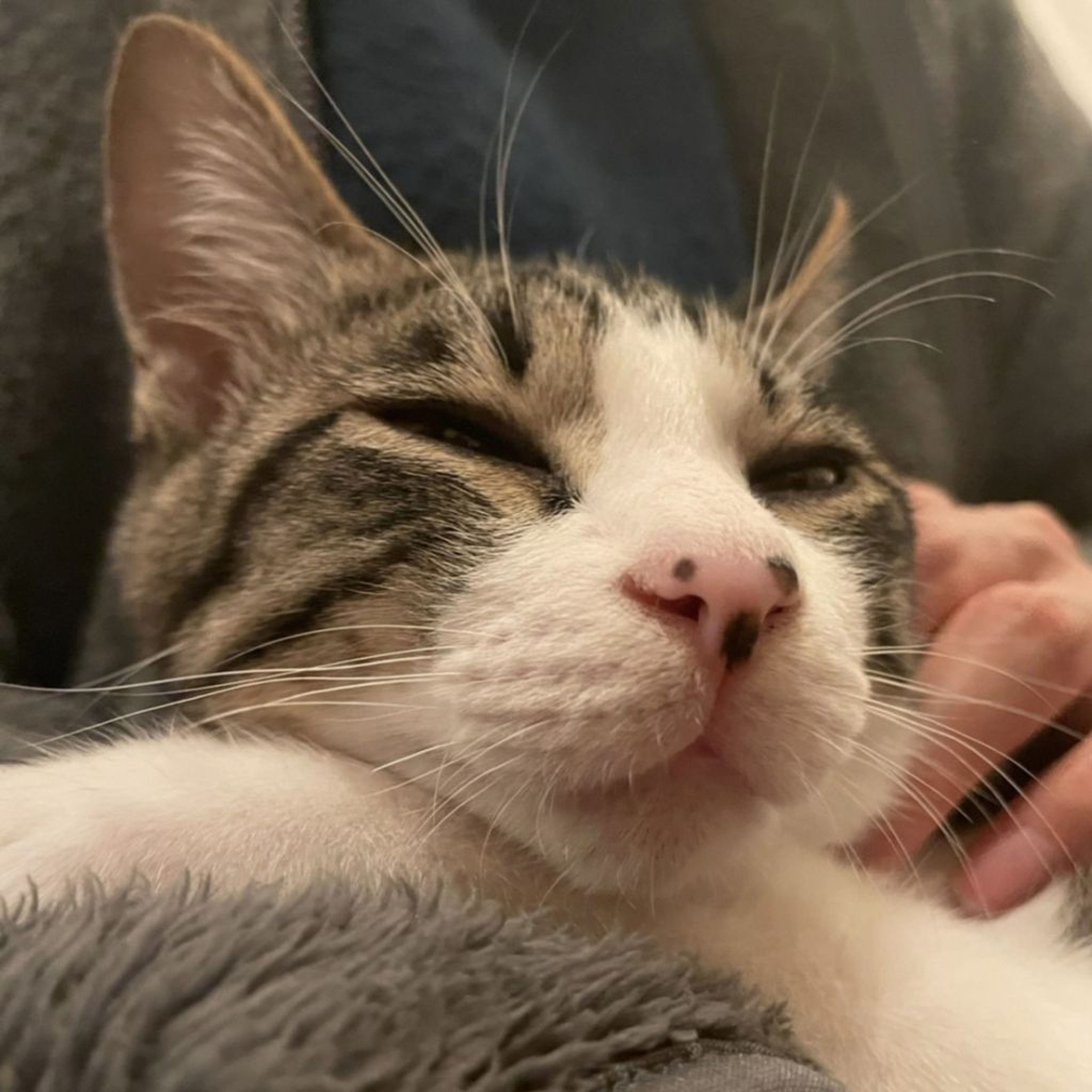 pet-image-8