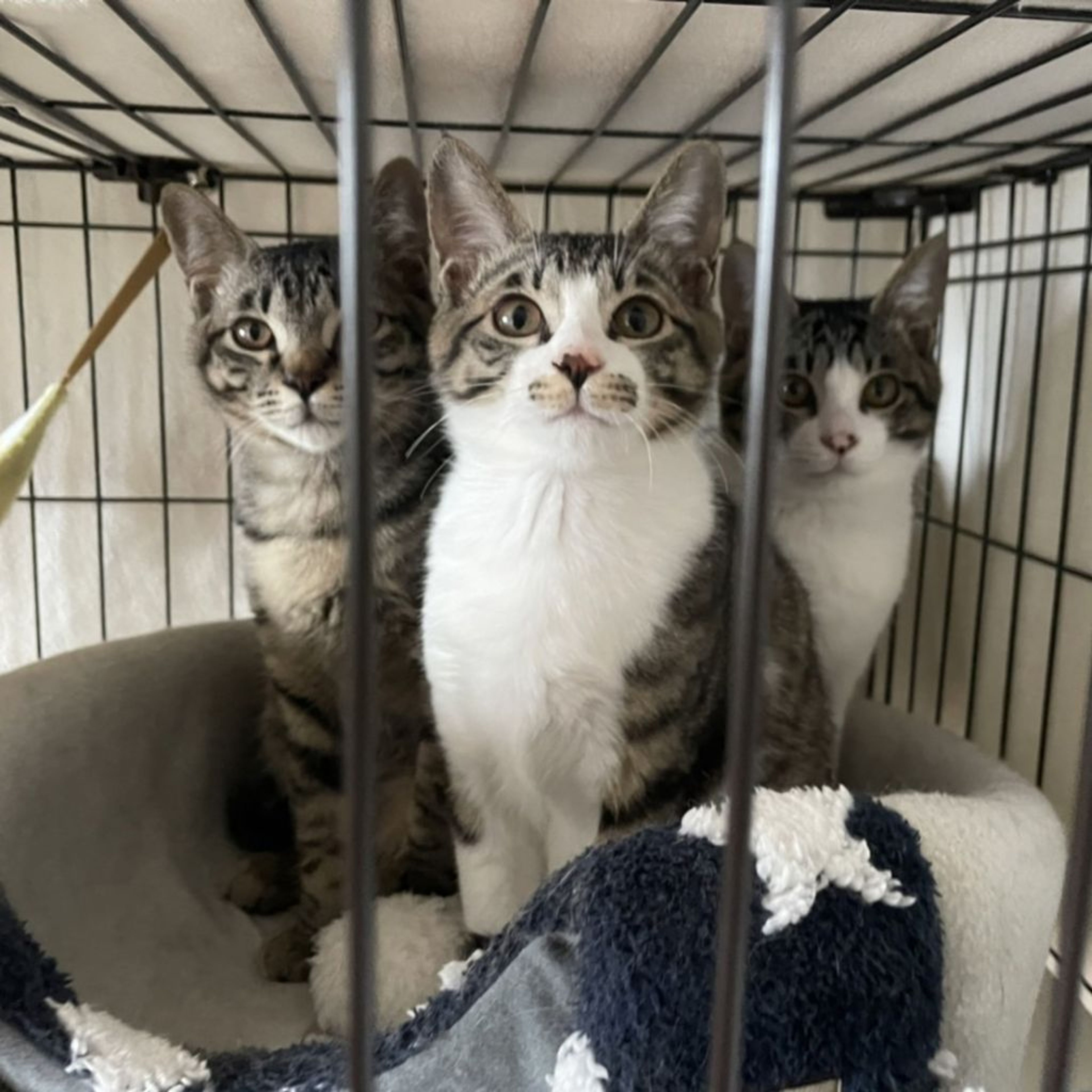 pet-image-9