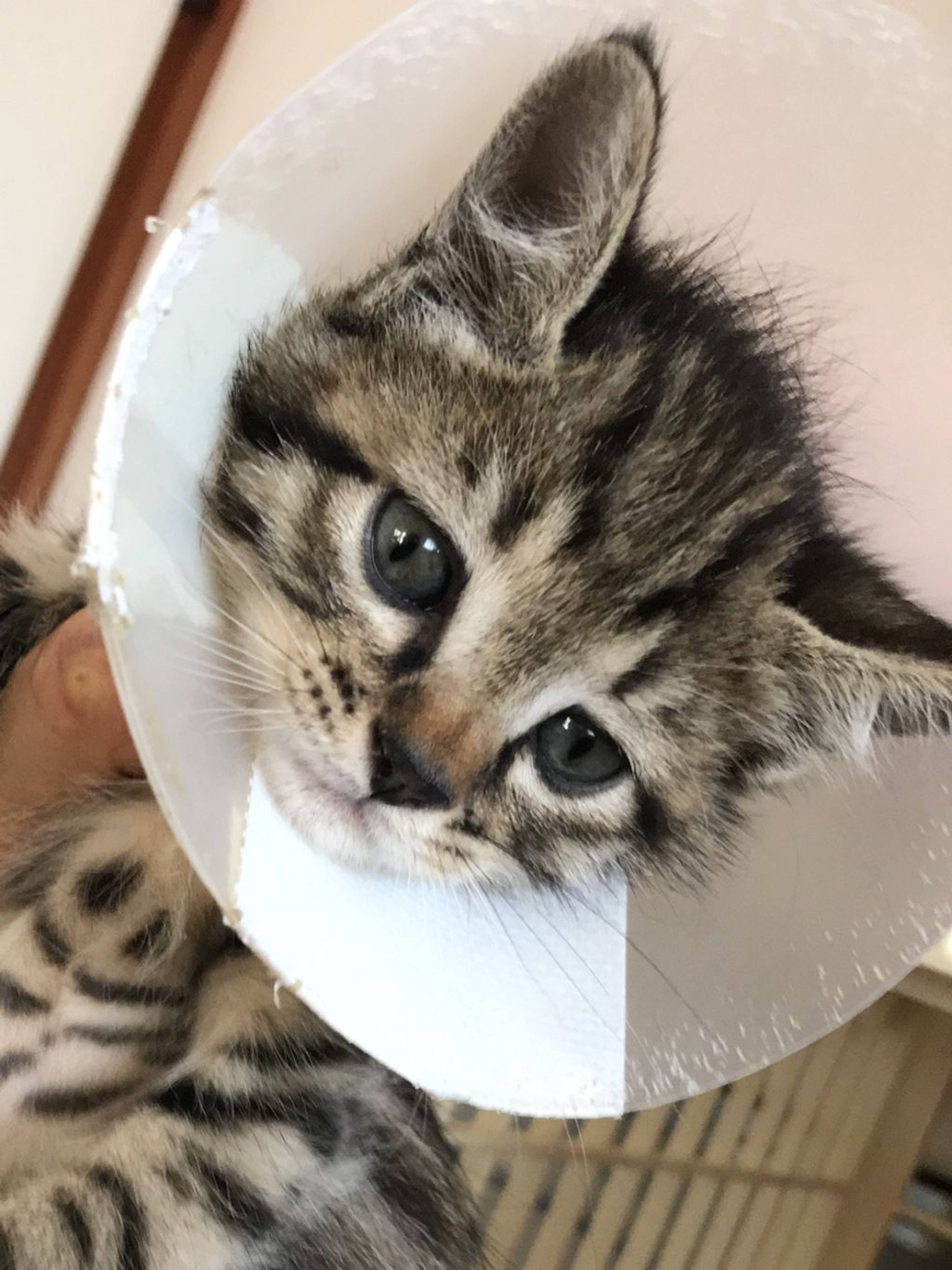 雑種（ミックス猫）・オスの里親募集の写真