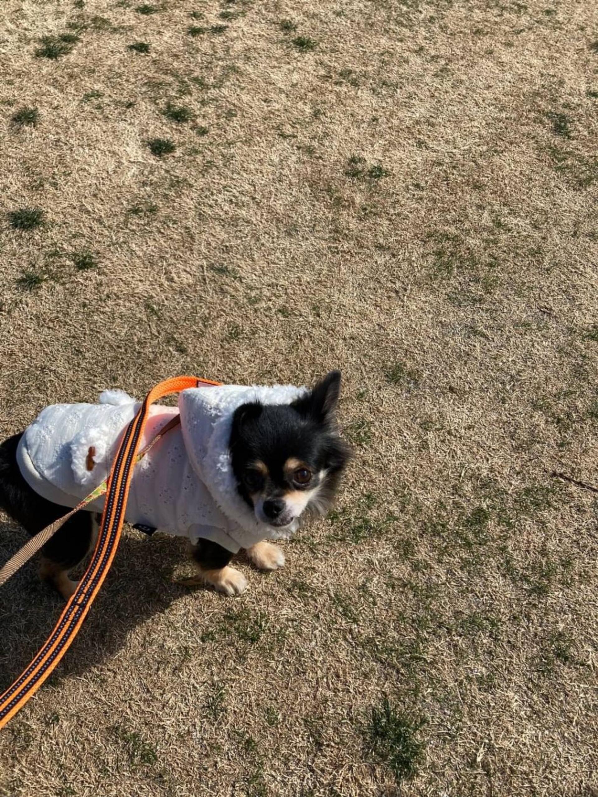 pet-image-3