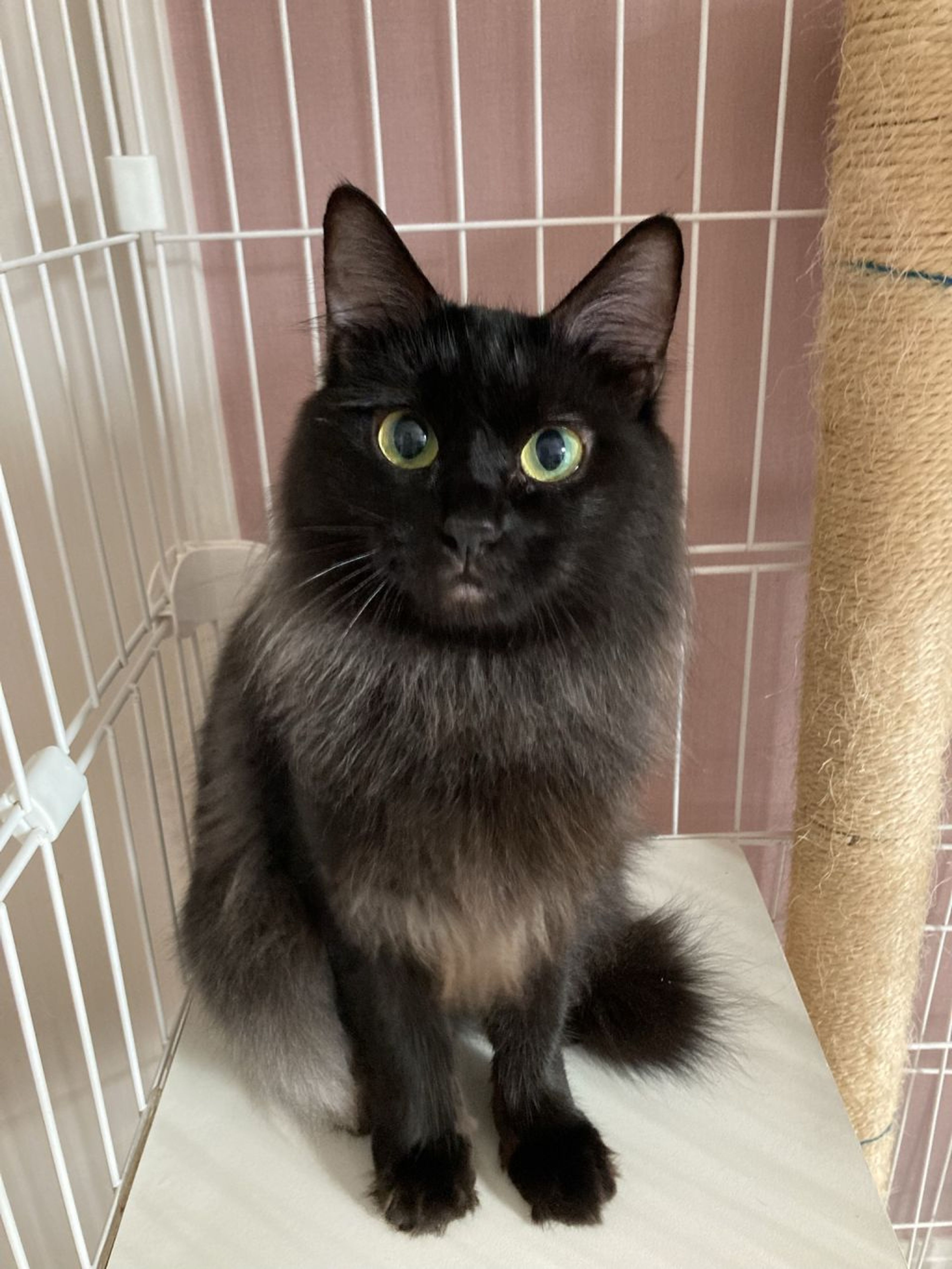 黒い長毛フワフワのモコちゃんです❣️ | 雑種（ミックス猫） | NPO