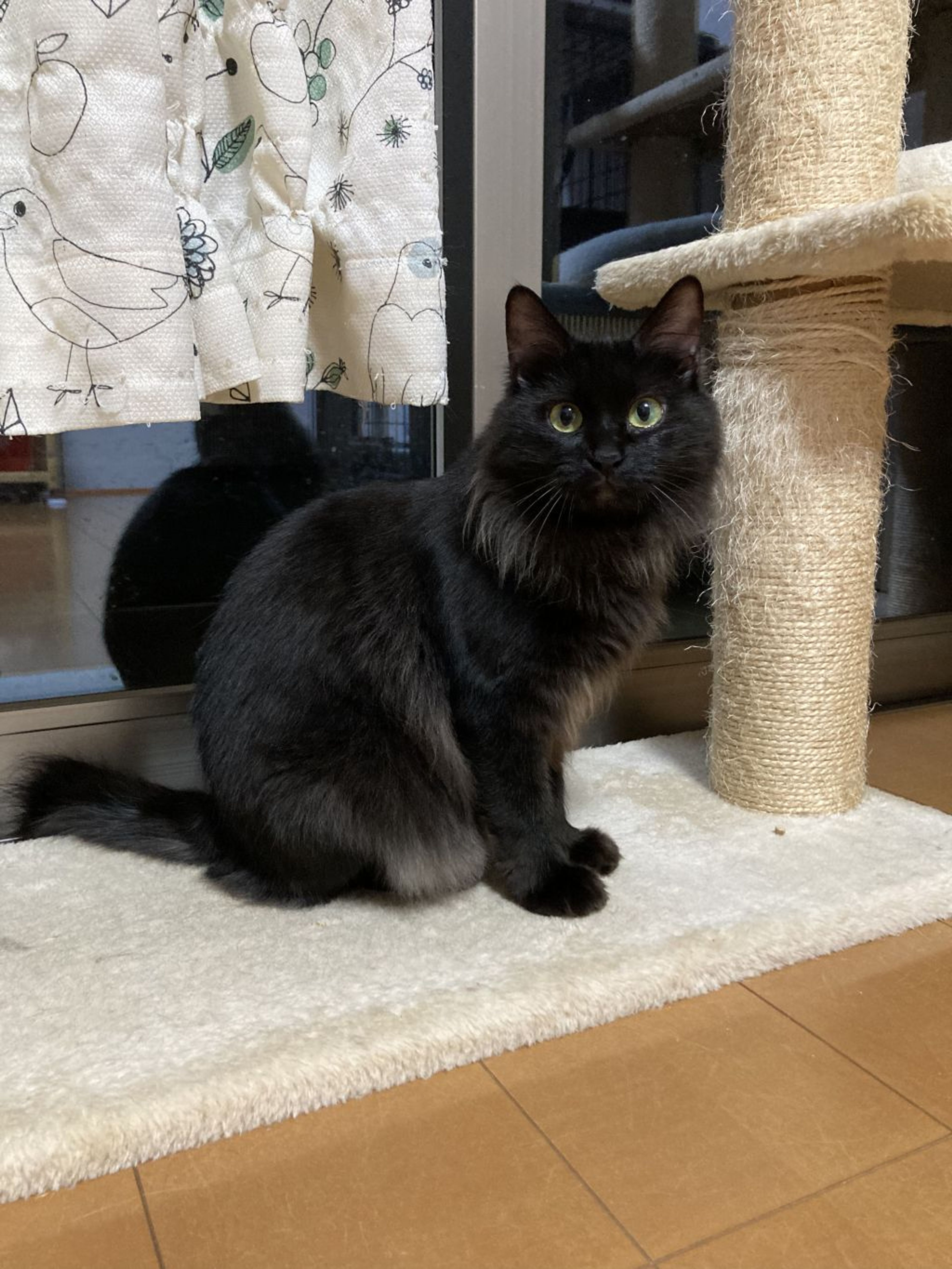 pet-image-2