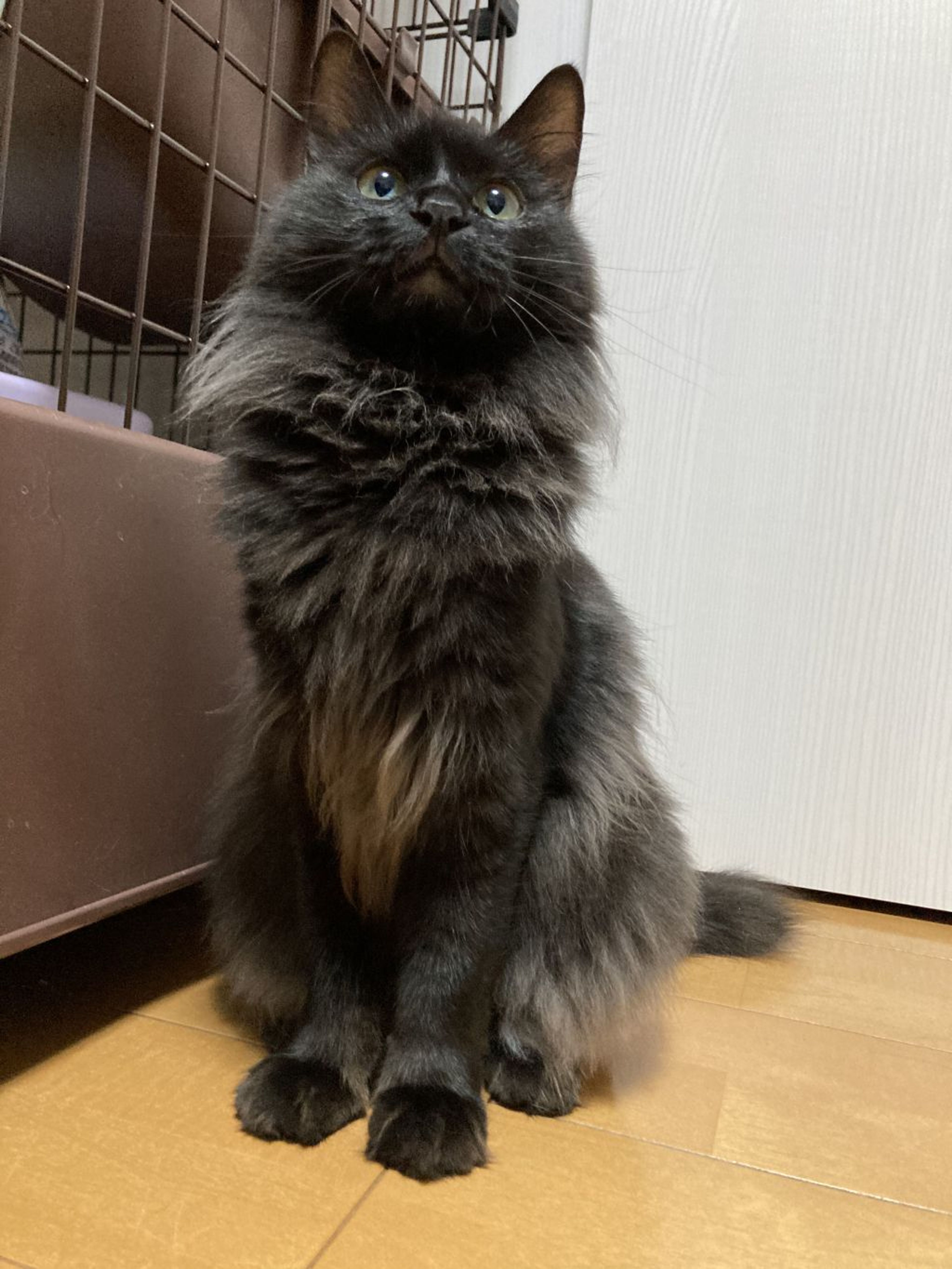 pet-image-3
