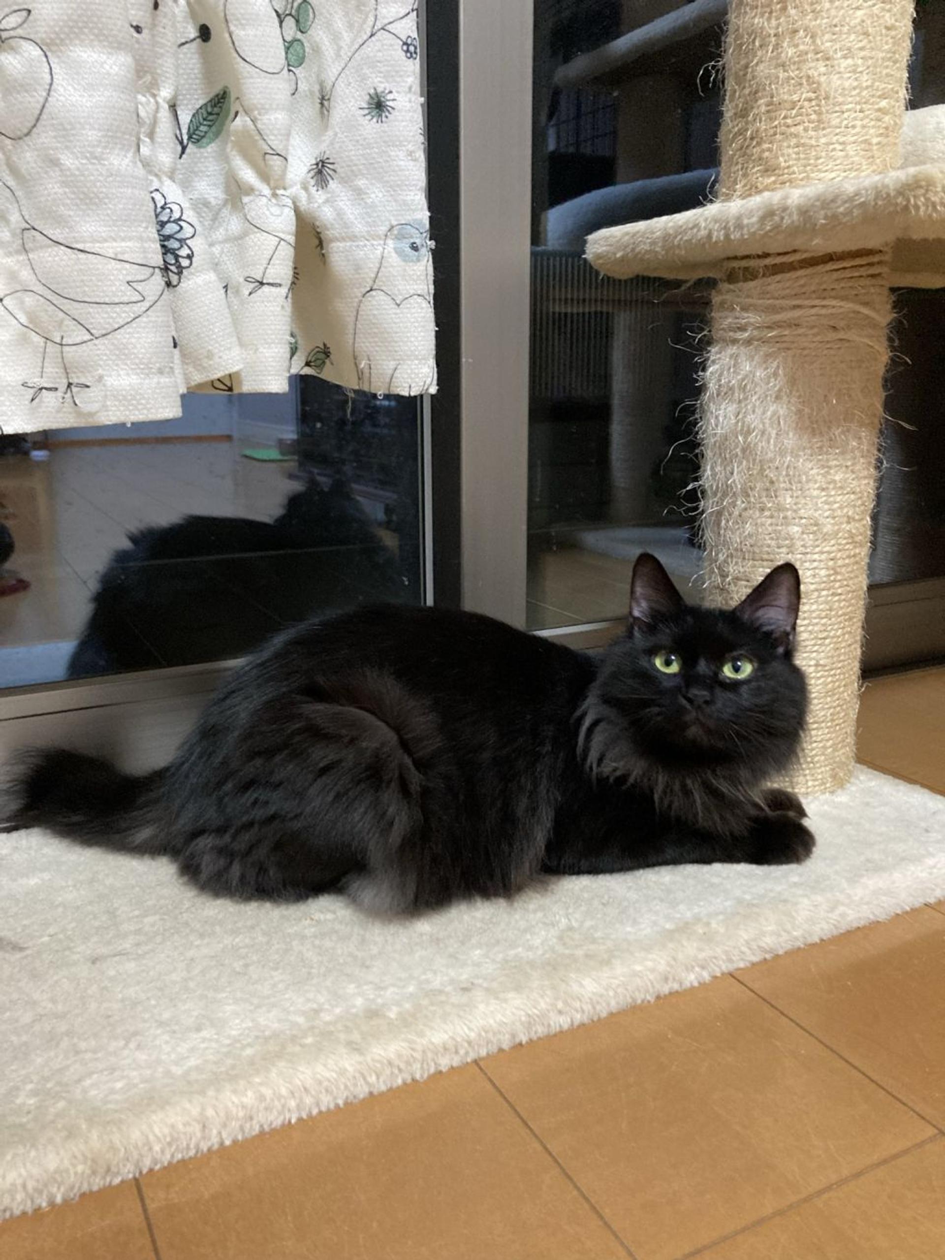 pet-image-4