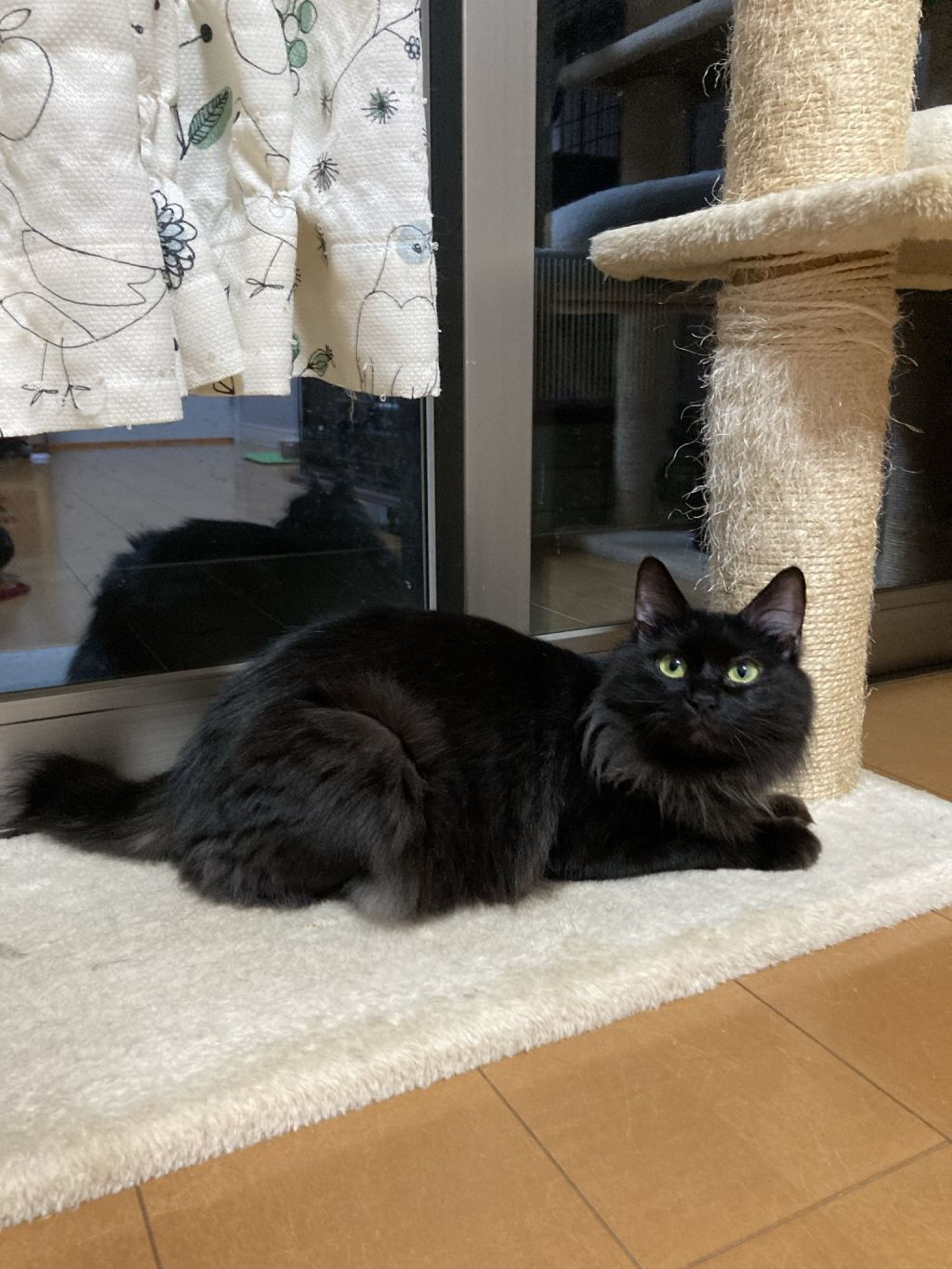pet-image-4