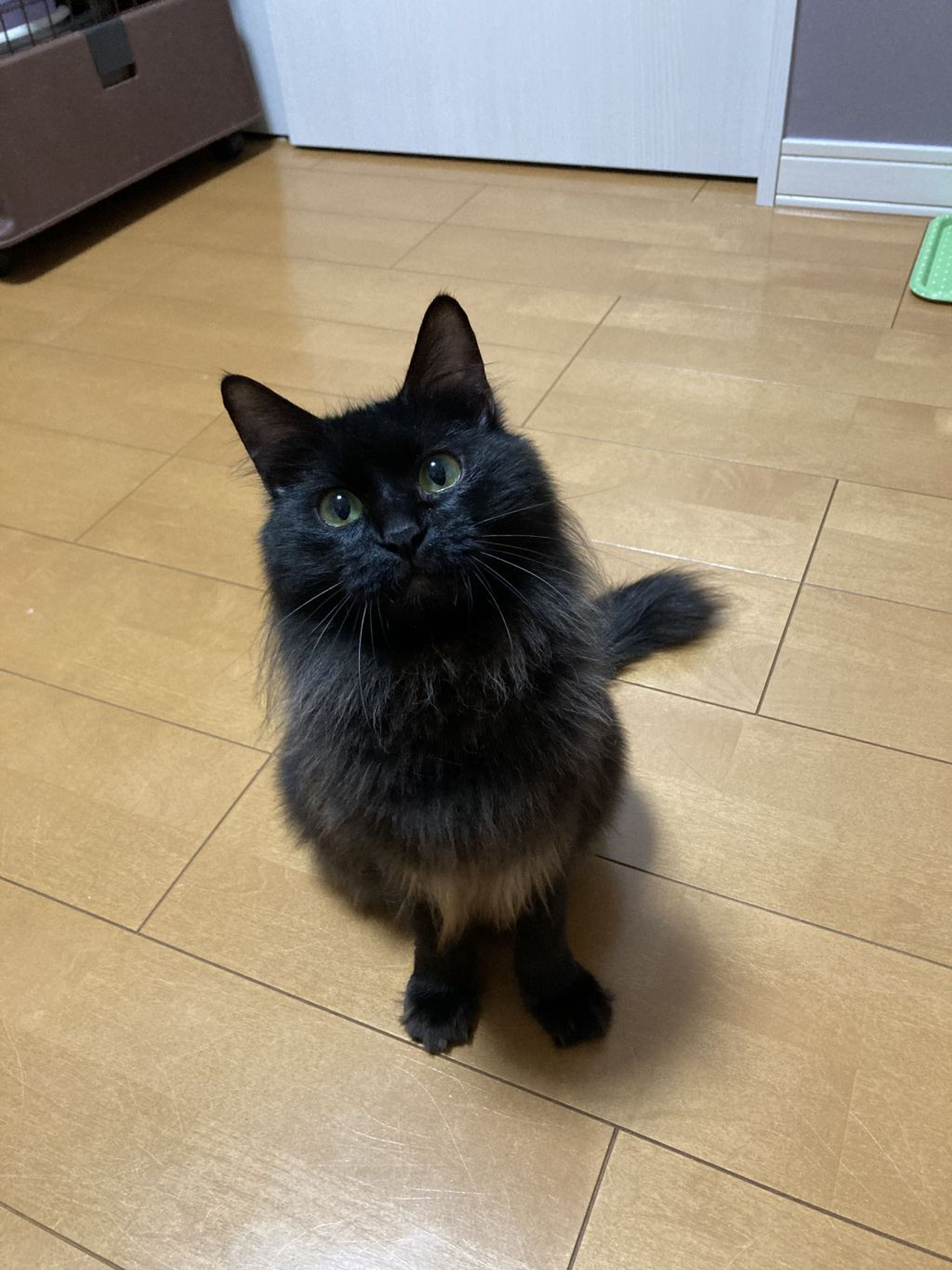 pet-image-6