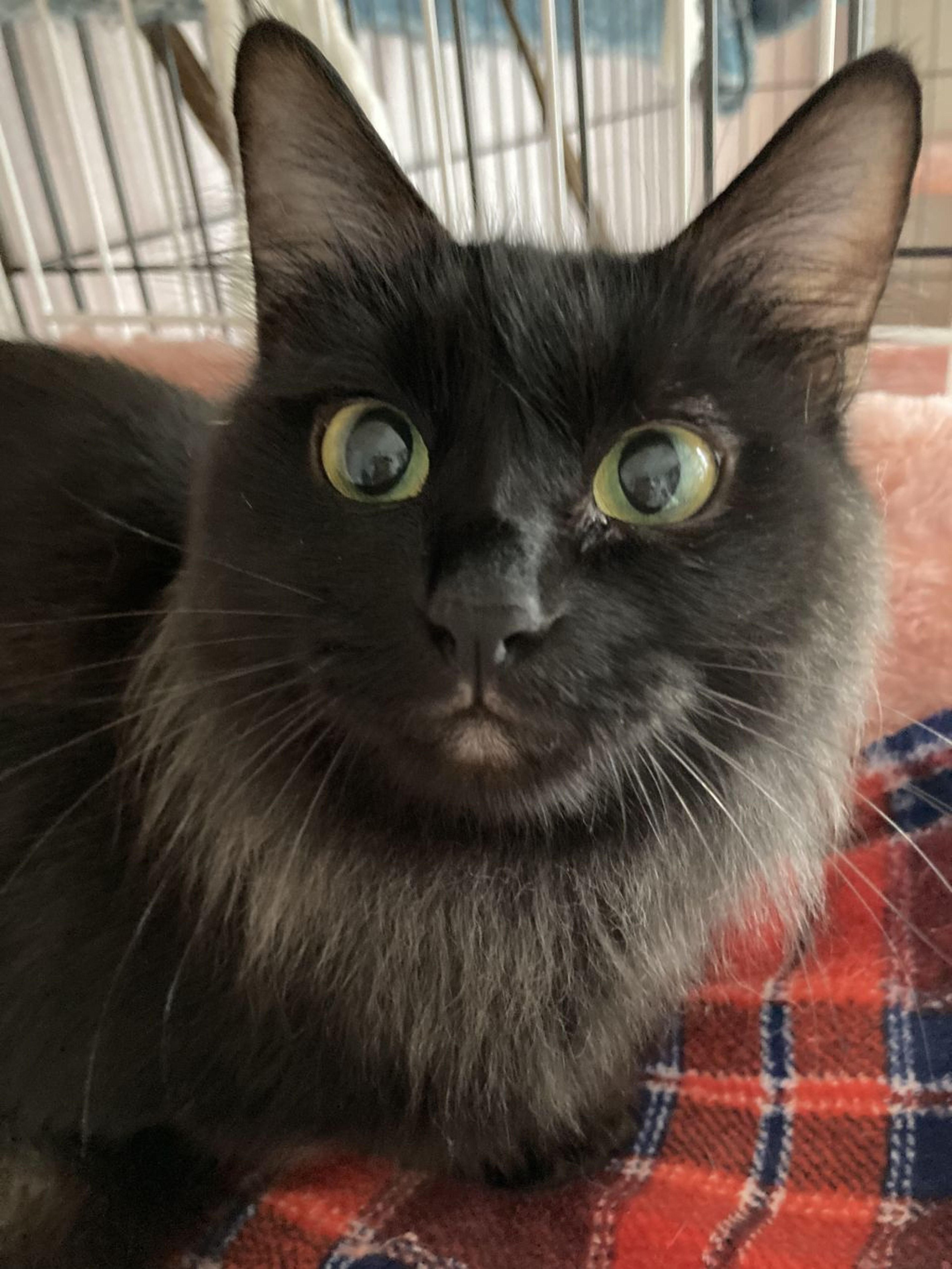 pet-image-7