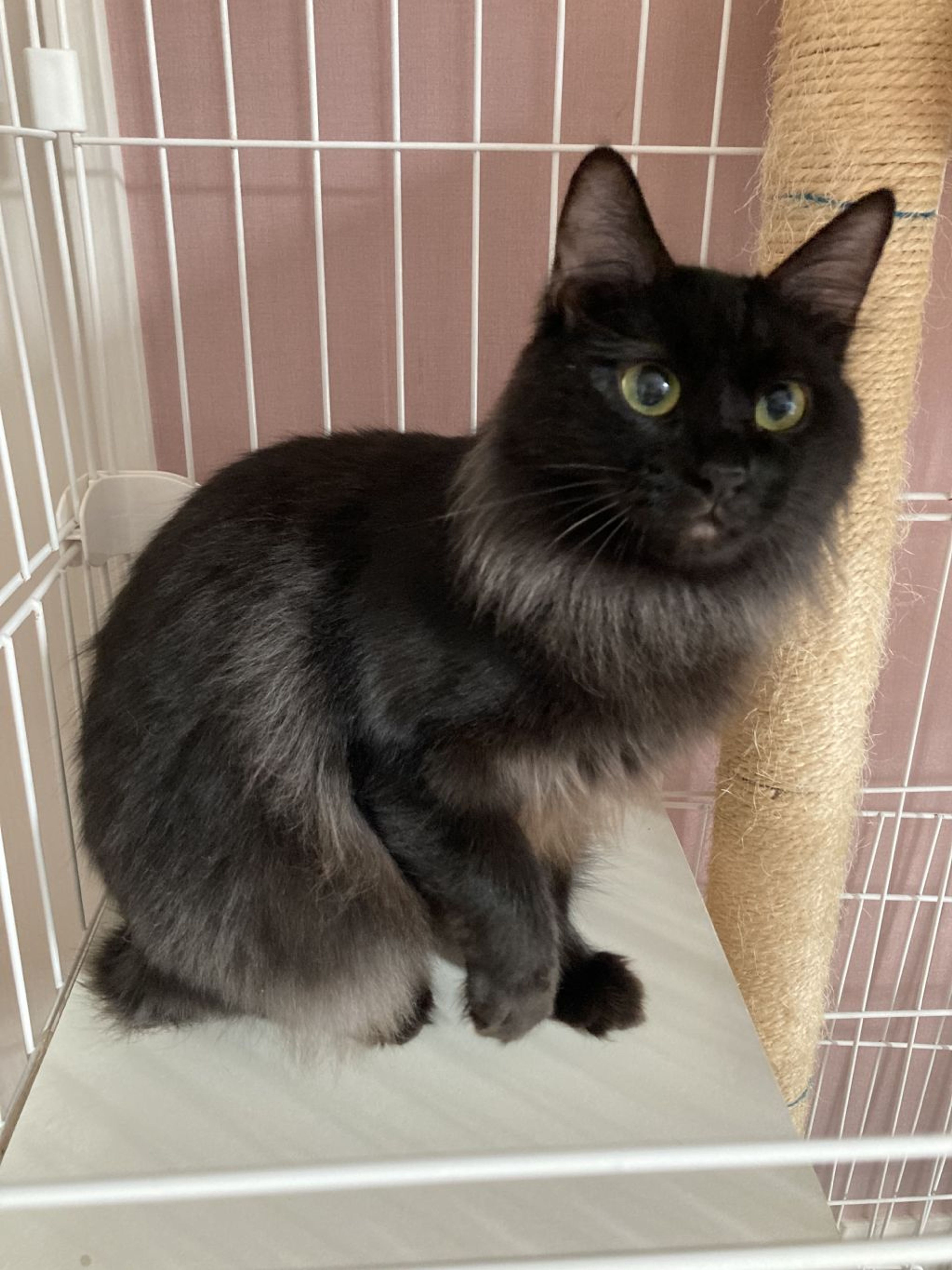 pet-image-9