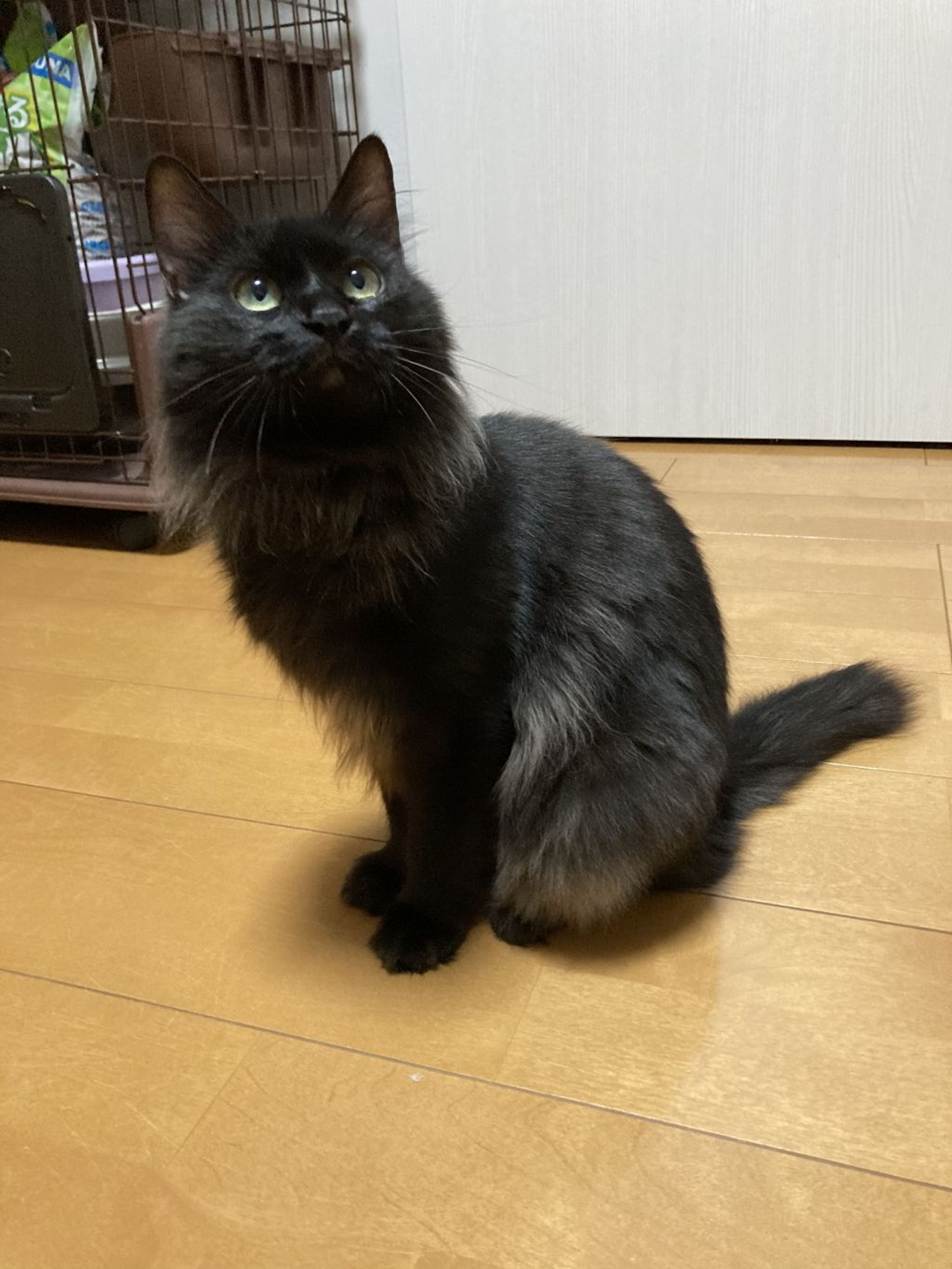 pet-image-10