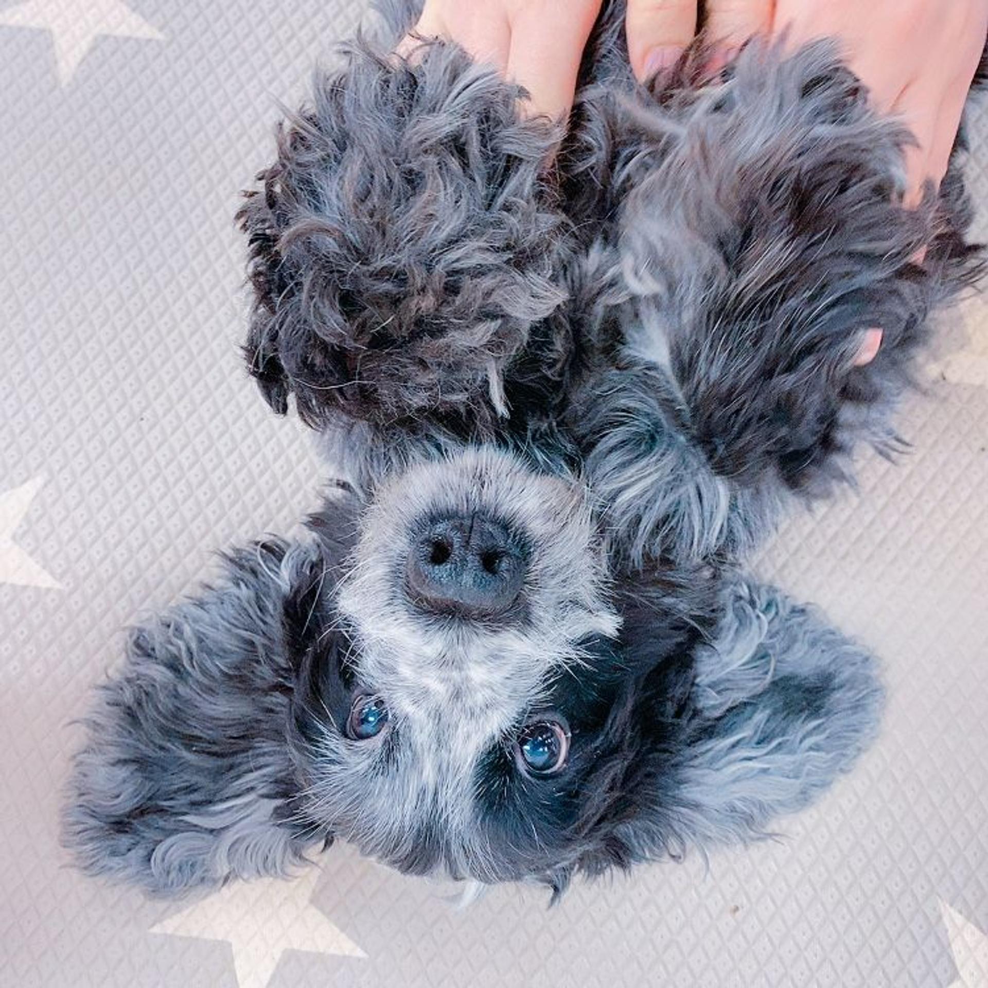 pet-image-2