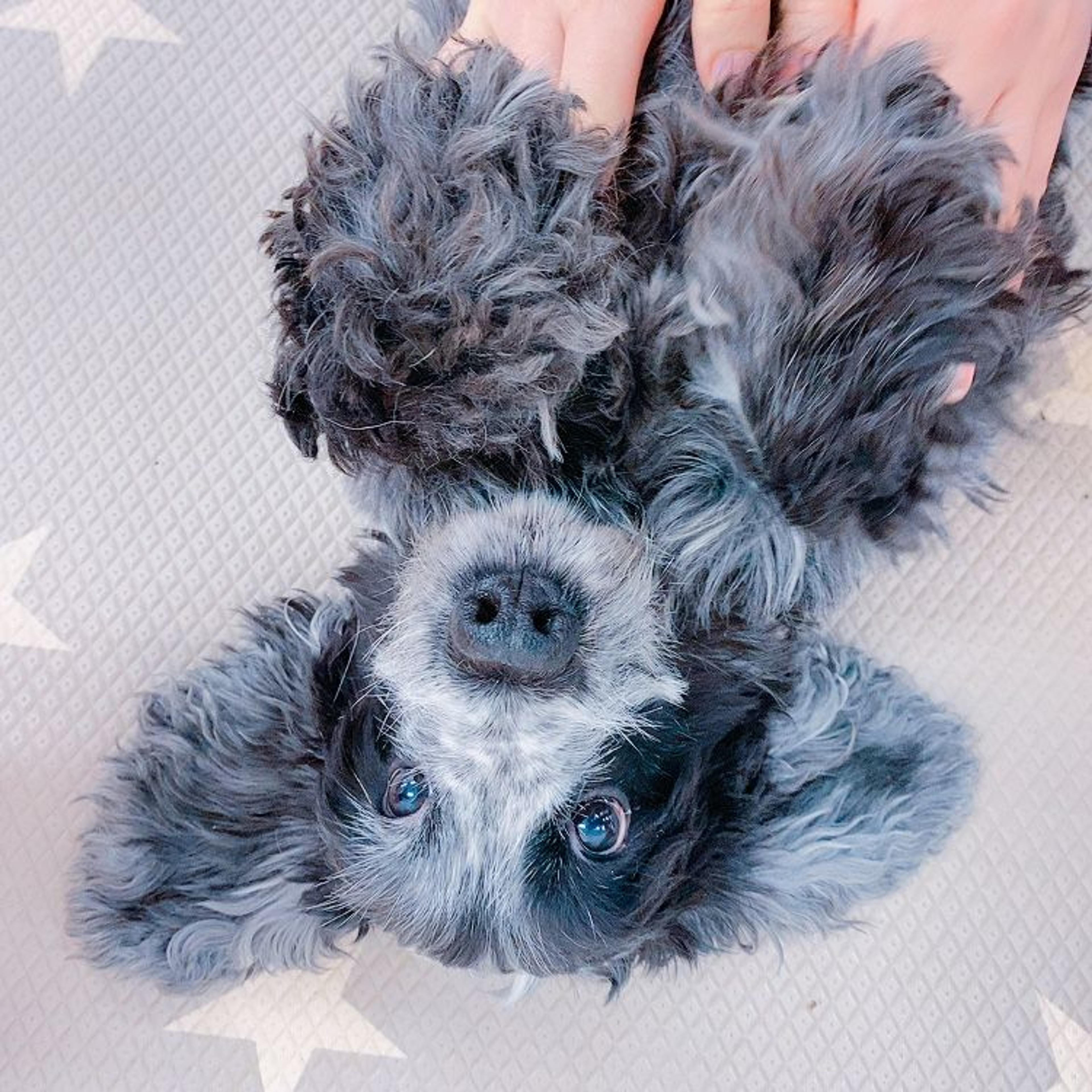 pet-image-2