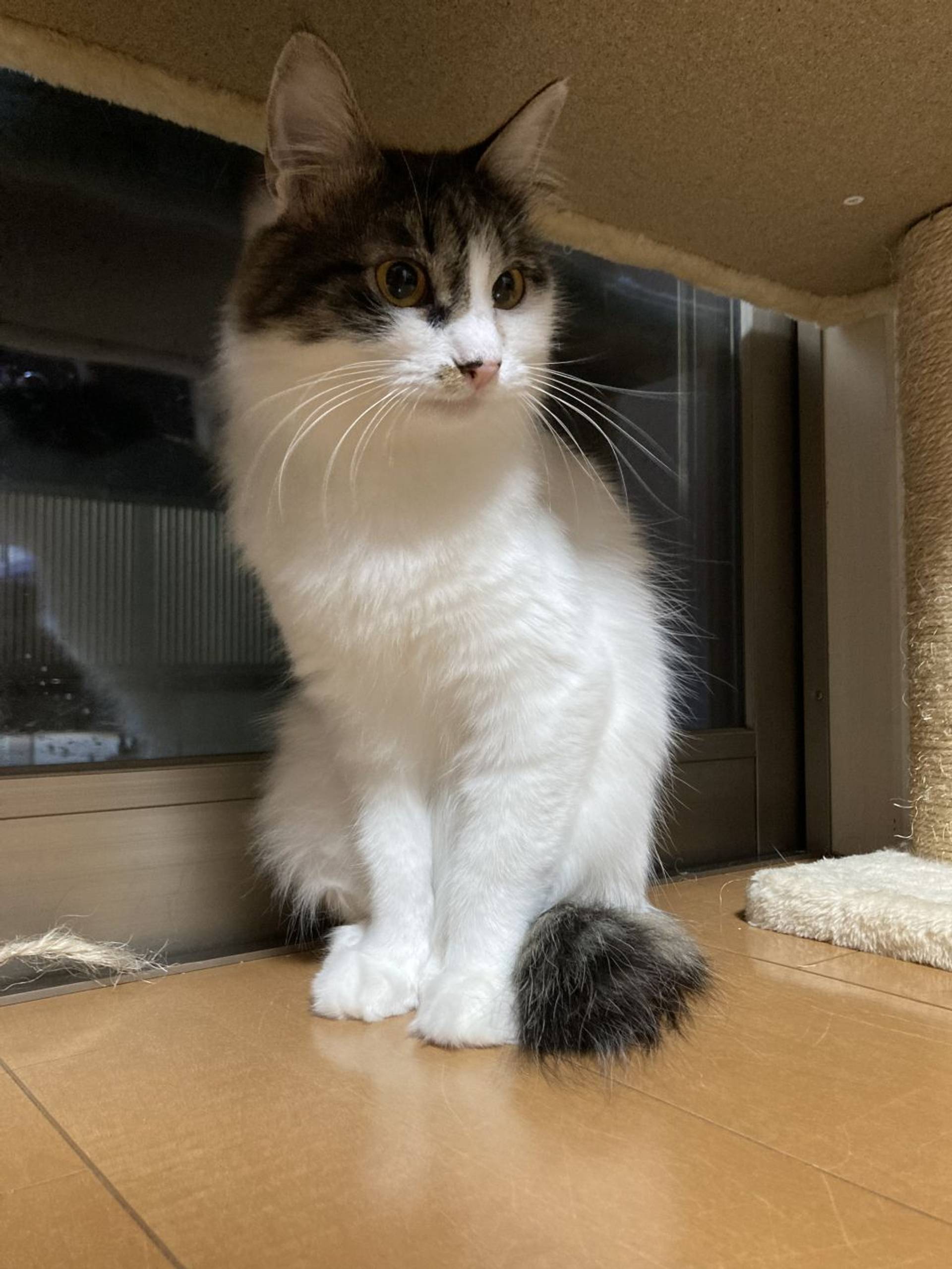 雑種（ミックス猫）・メスの里親募集の写真
