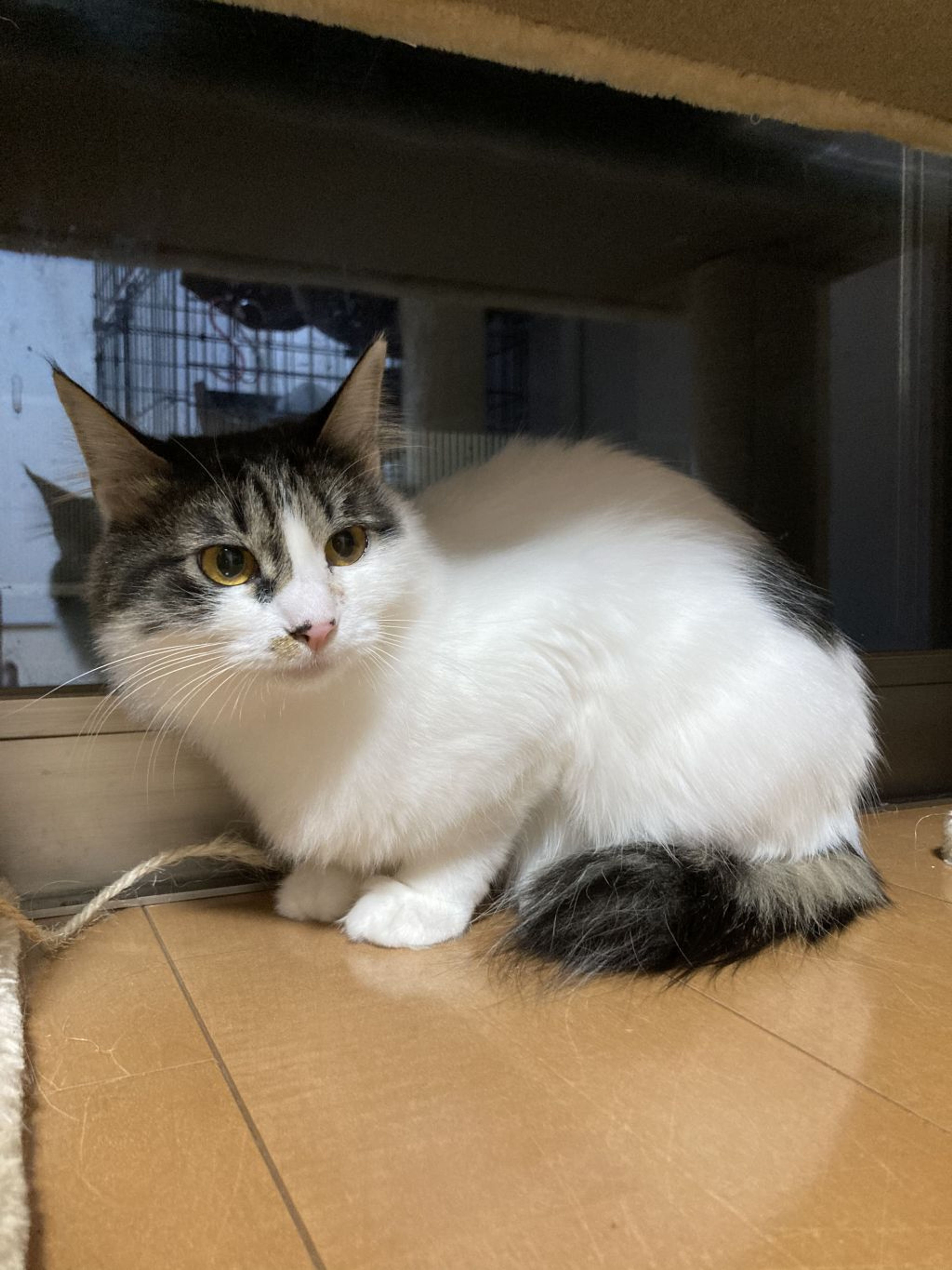 pet-image-2