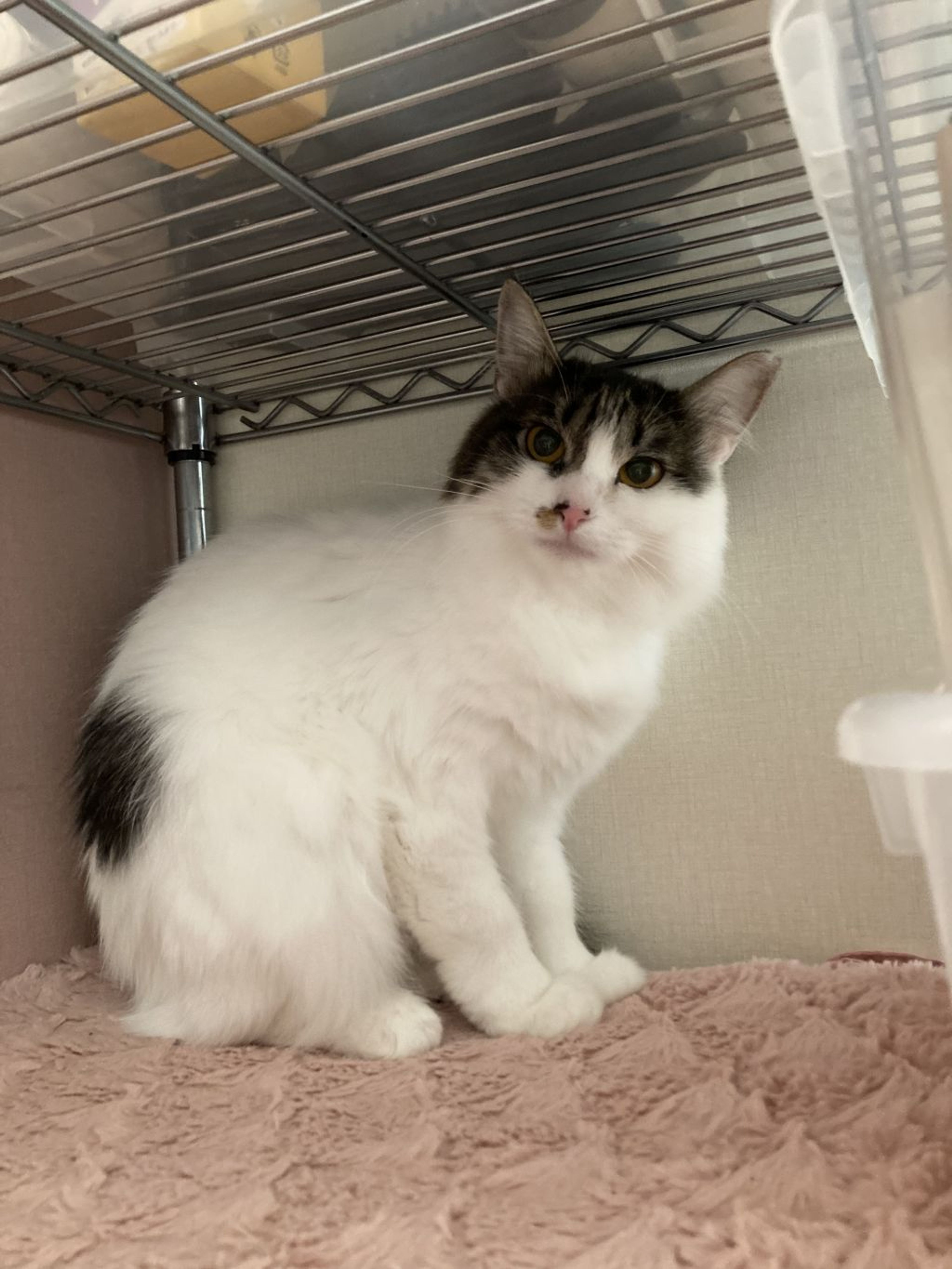 pet-image-5