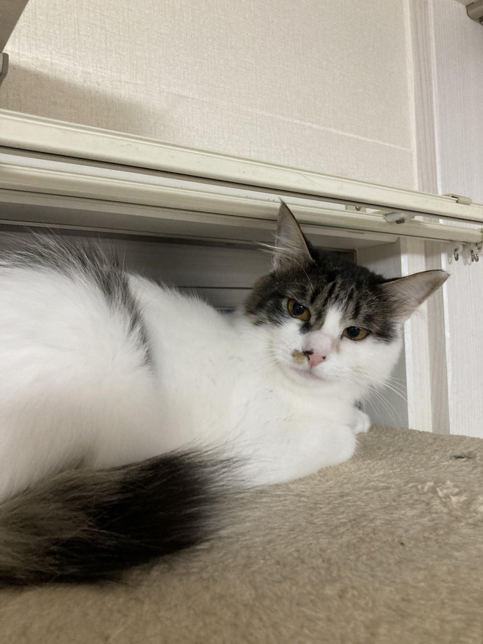 pet-image-6