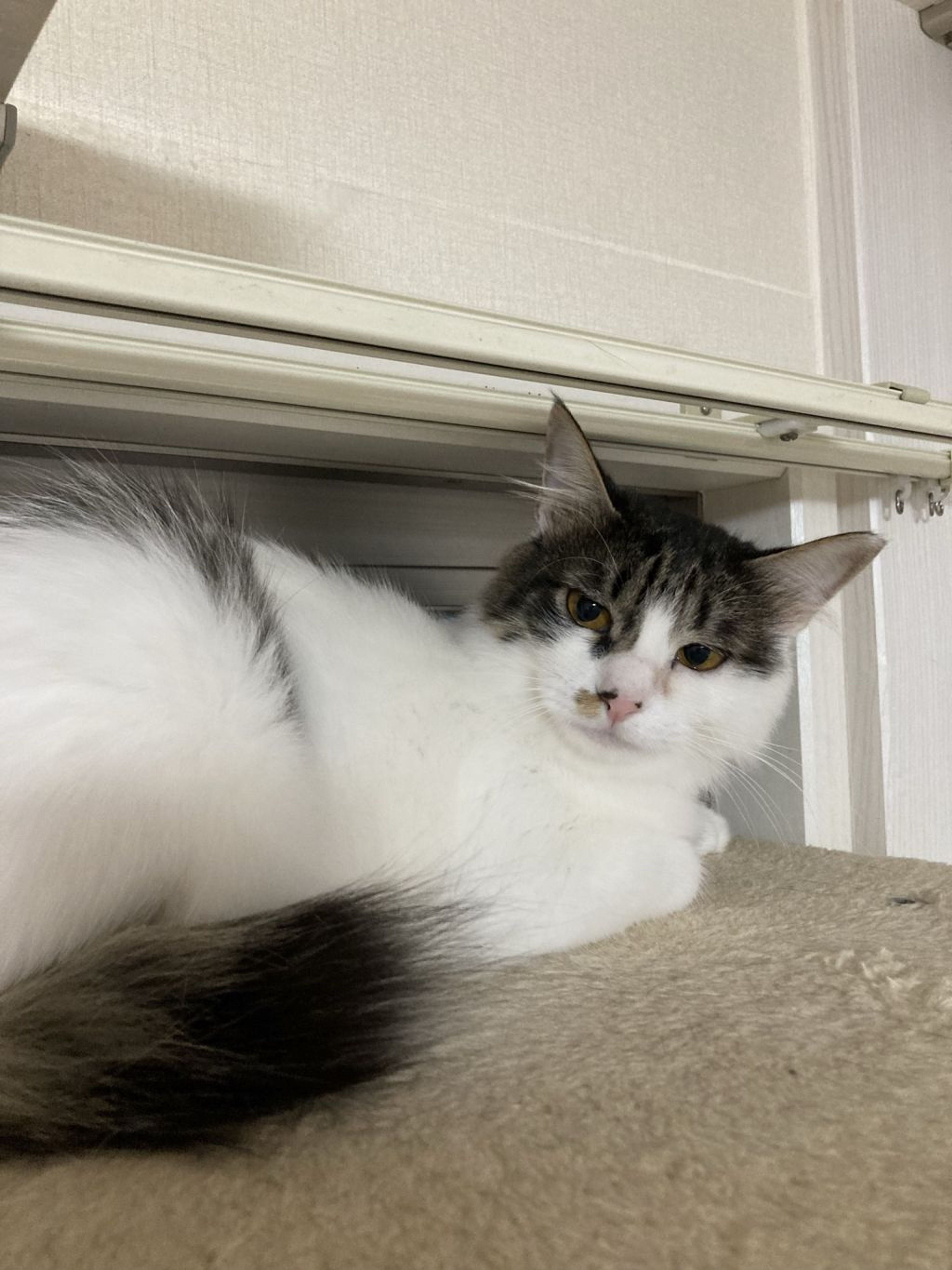 pet-image-6