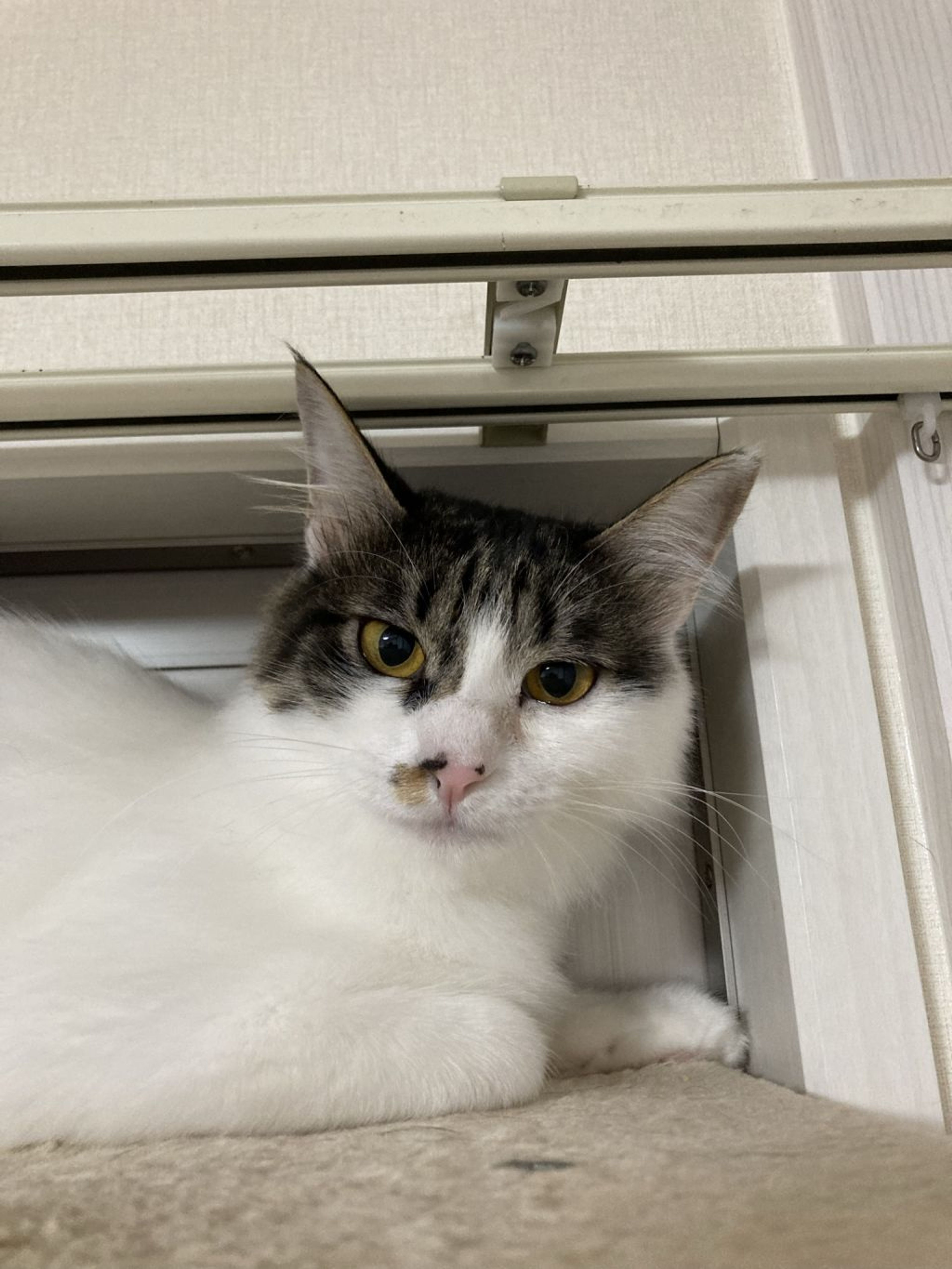 pet-image-7