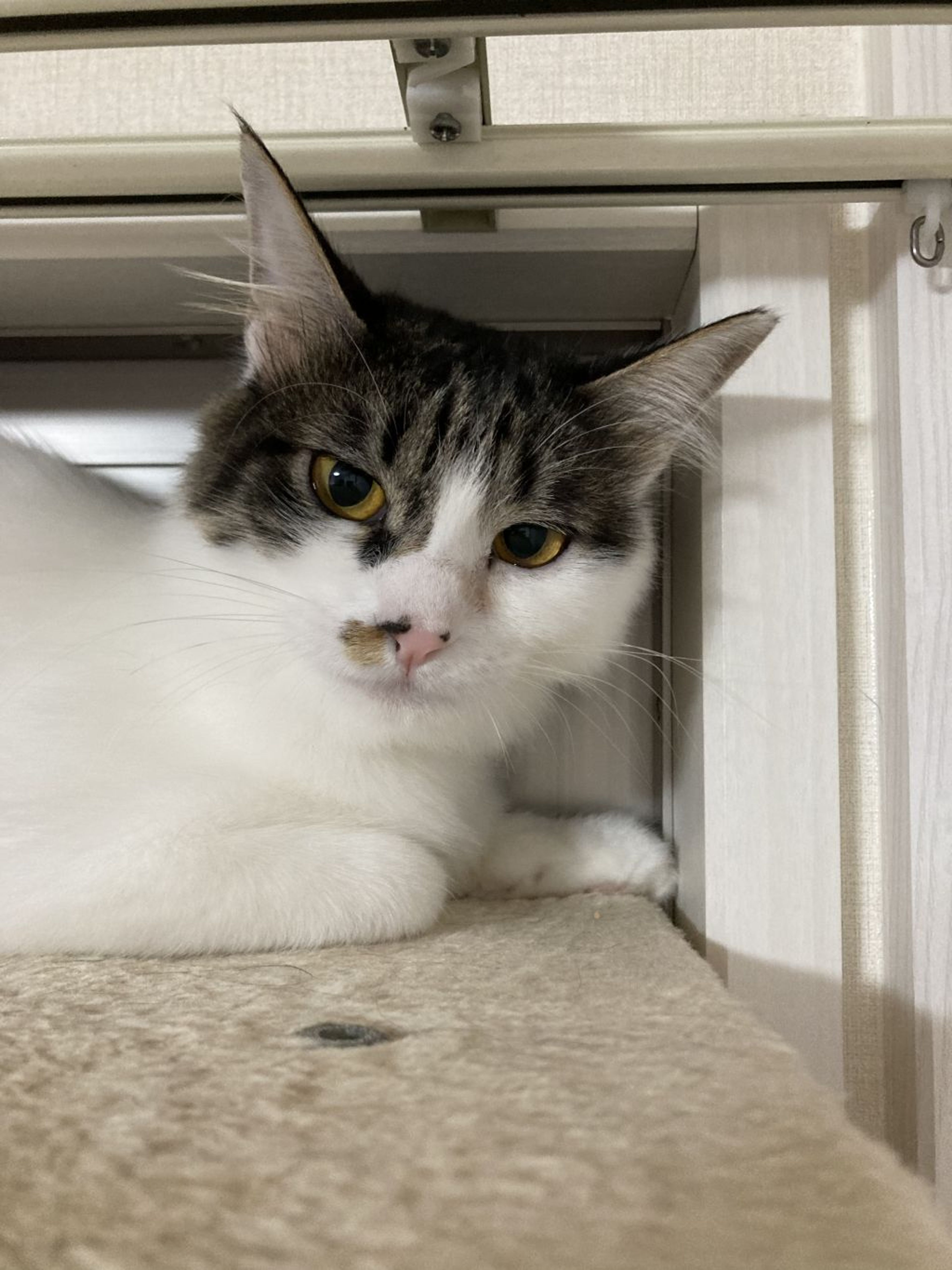 pet-image-9