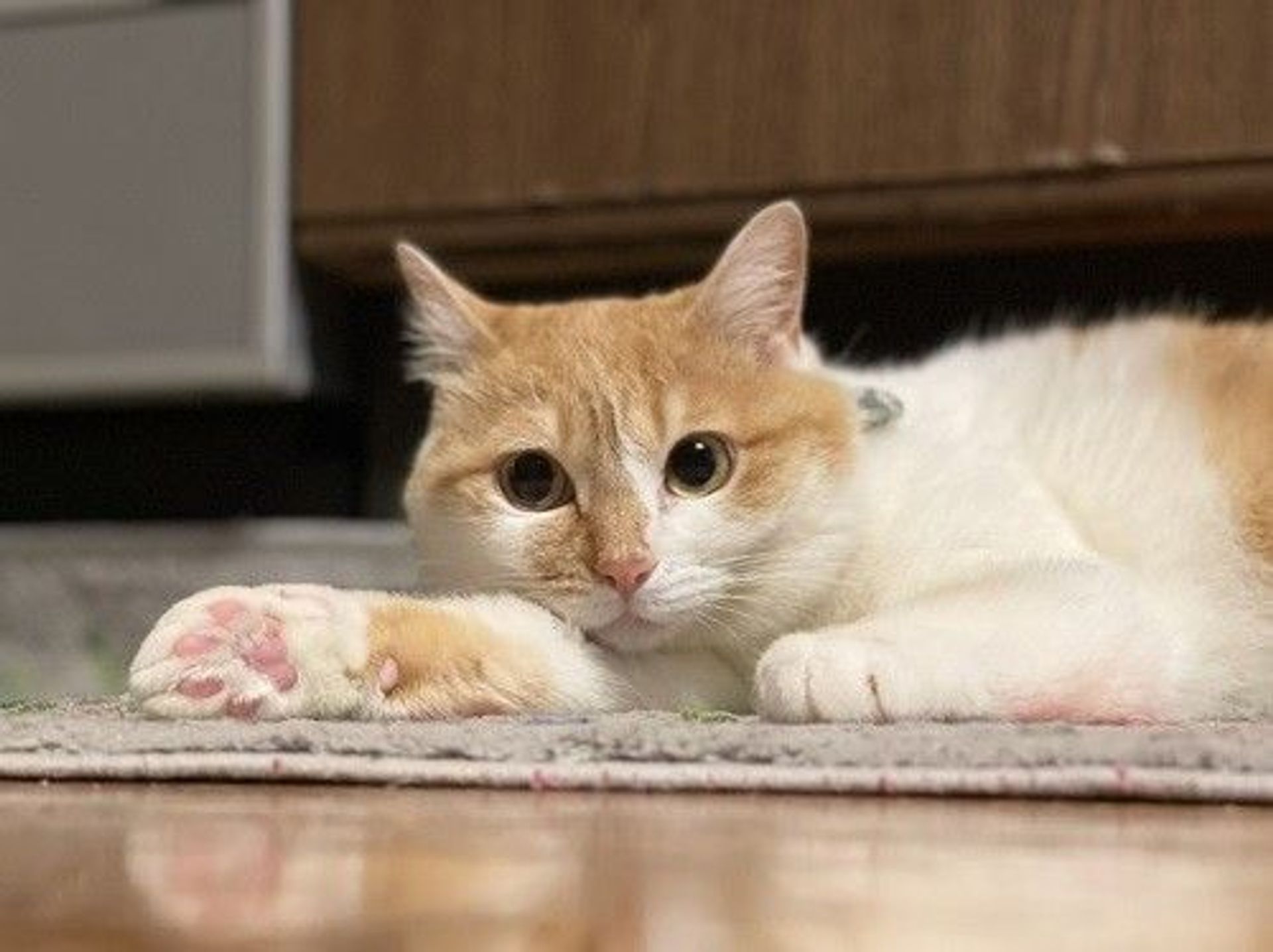 雑種（ミックス猫）・メスの里親募集の写真