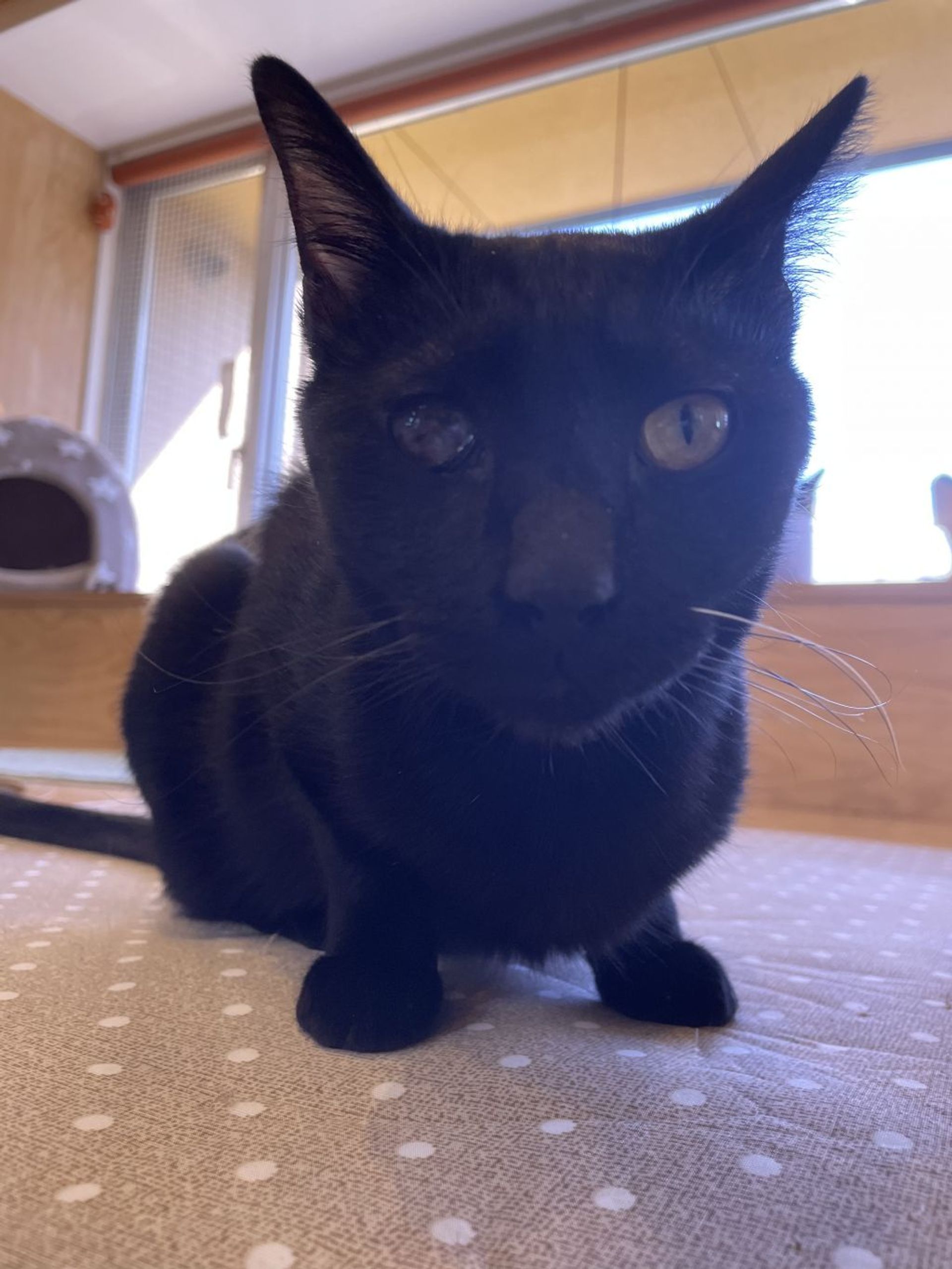 雑種（ミックス猫）・オスの里親募集の写真