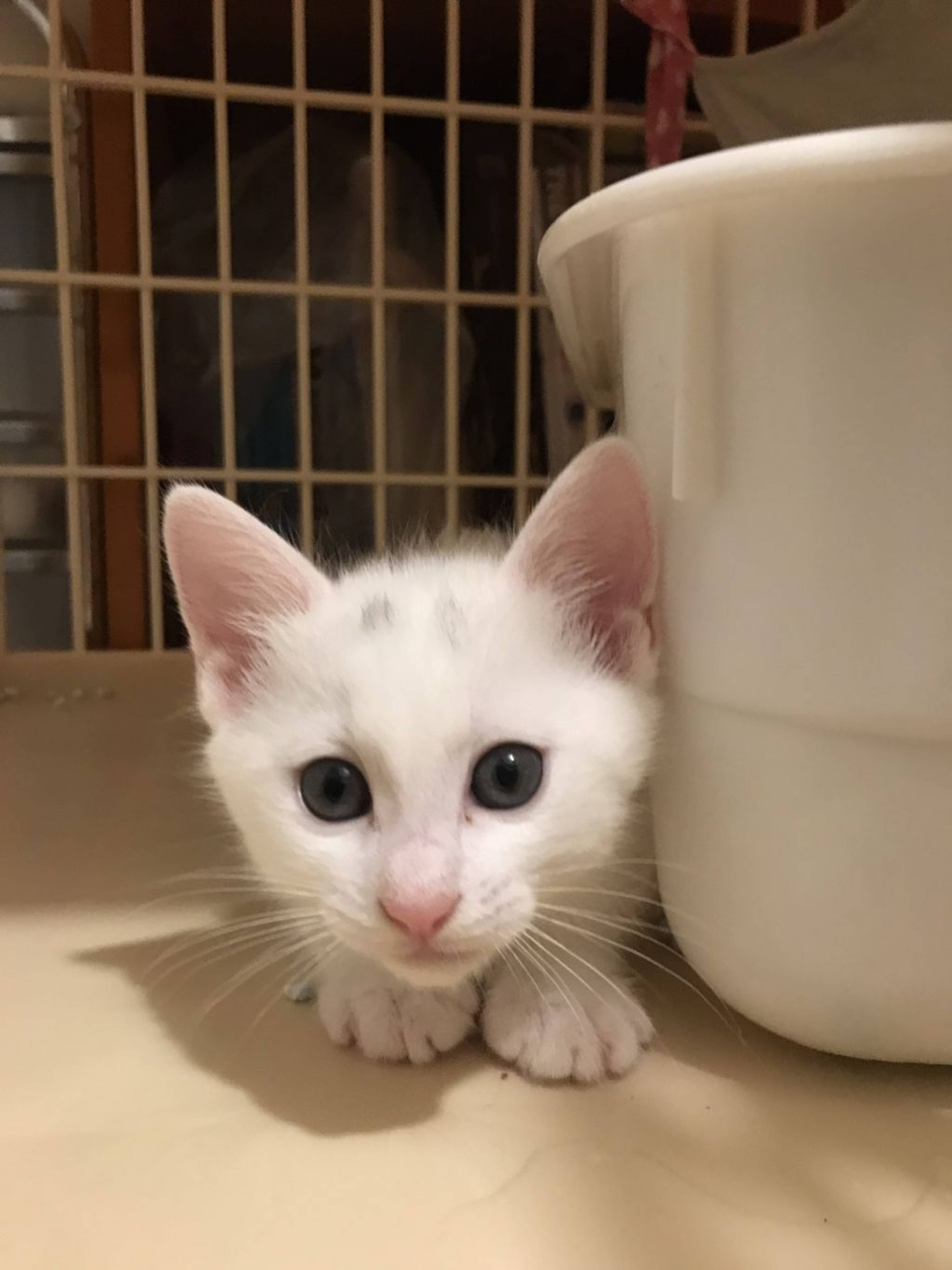 雑種（ミックス猫）・オスの里親募集の写真