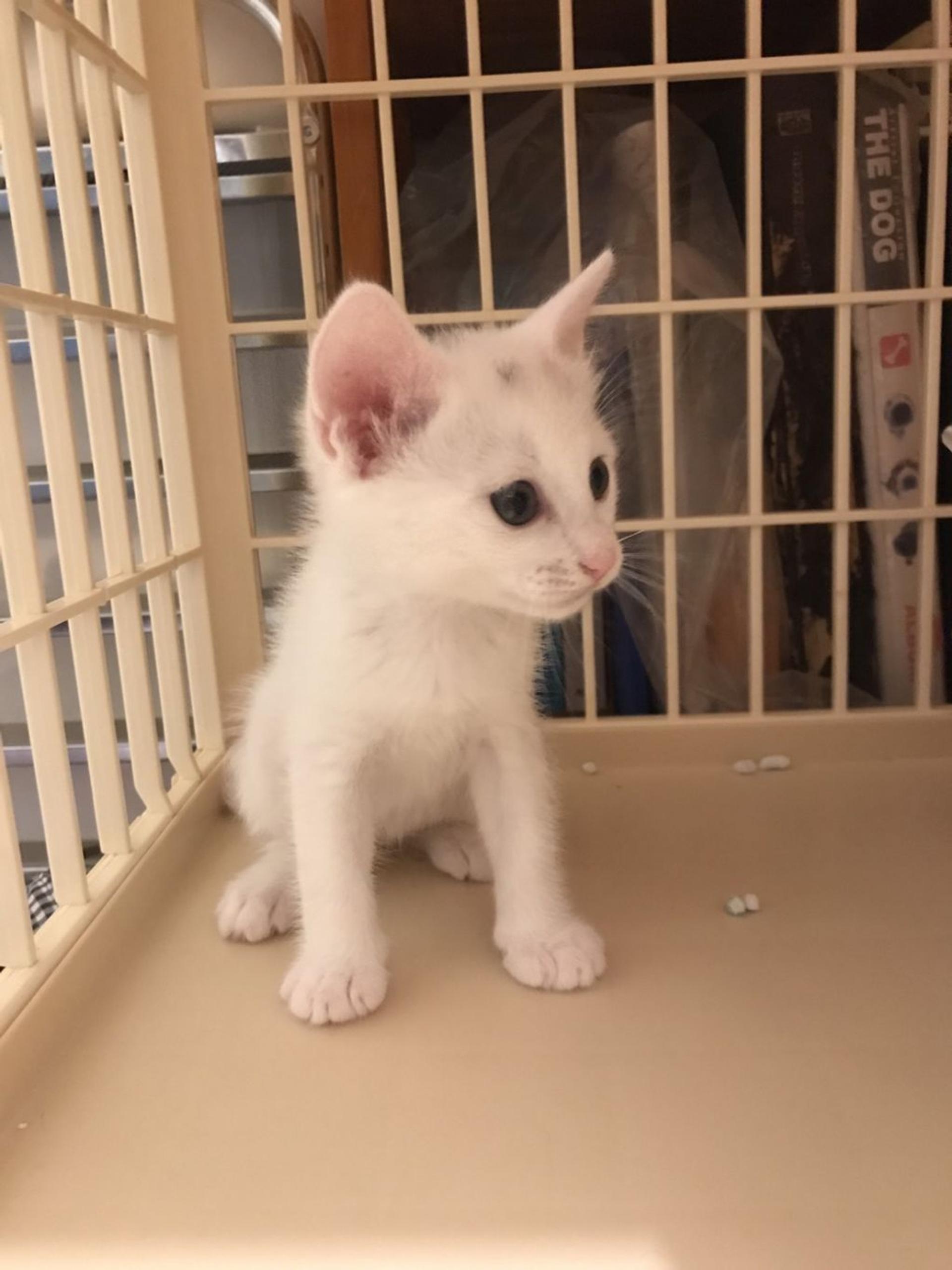 pet-image-2