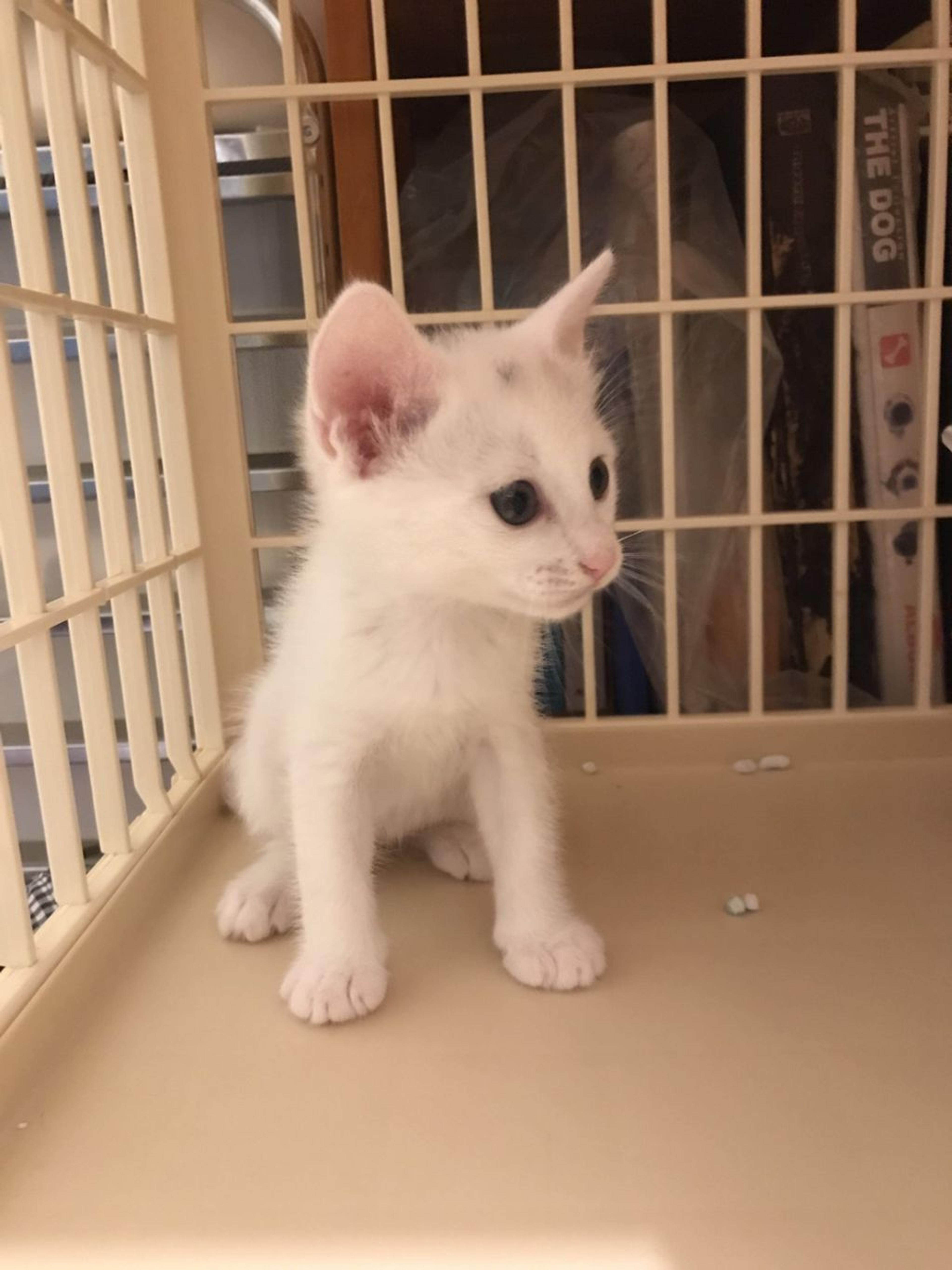 pet-image-2