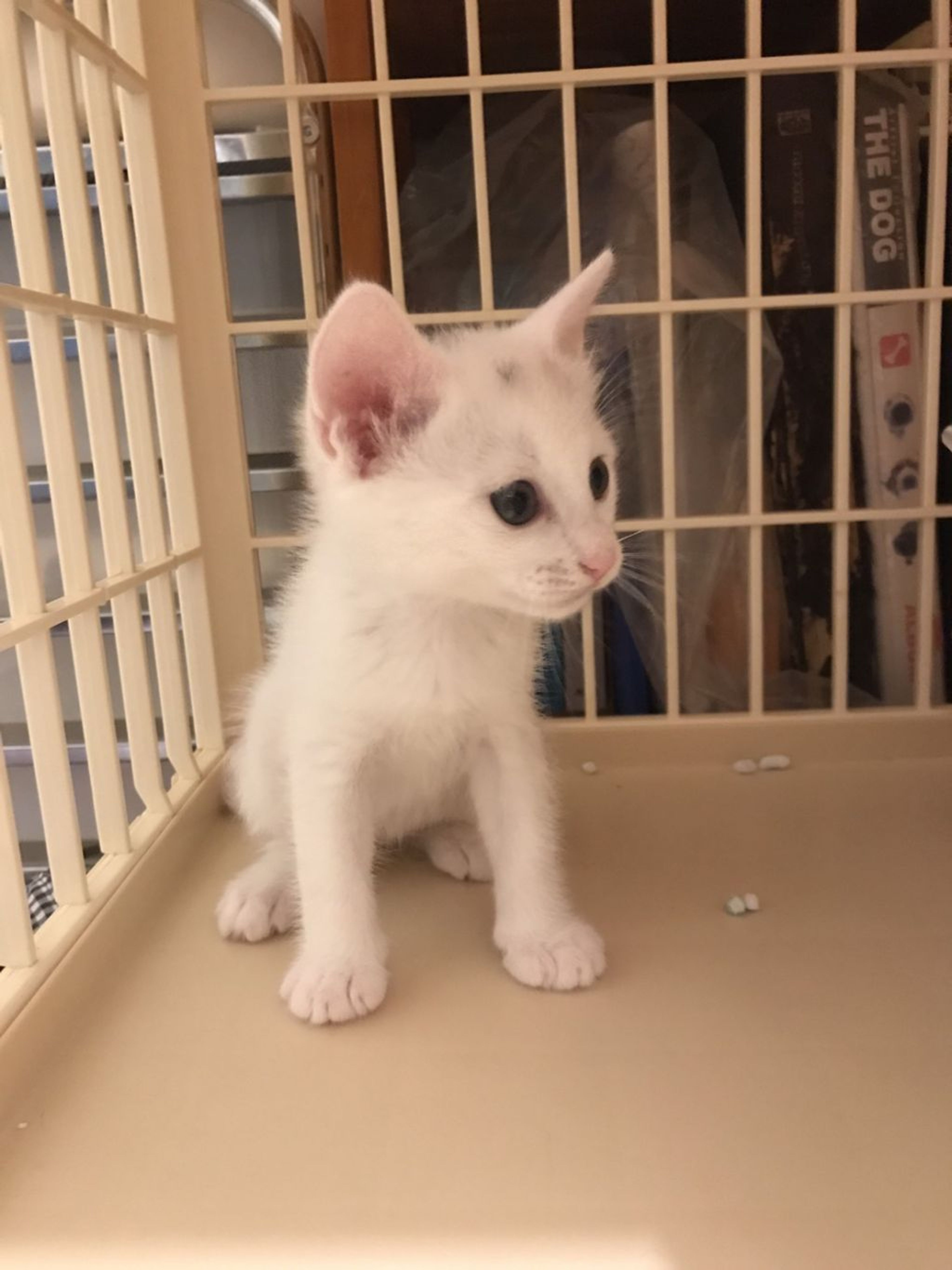 pet-image-2