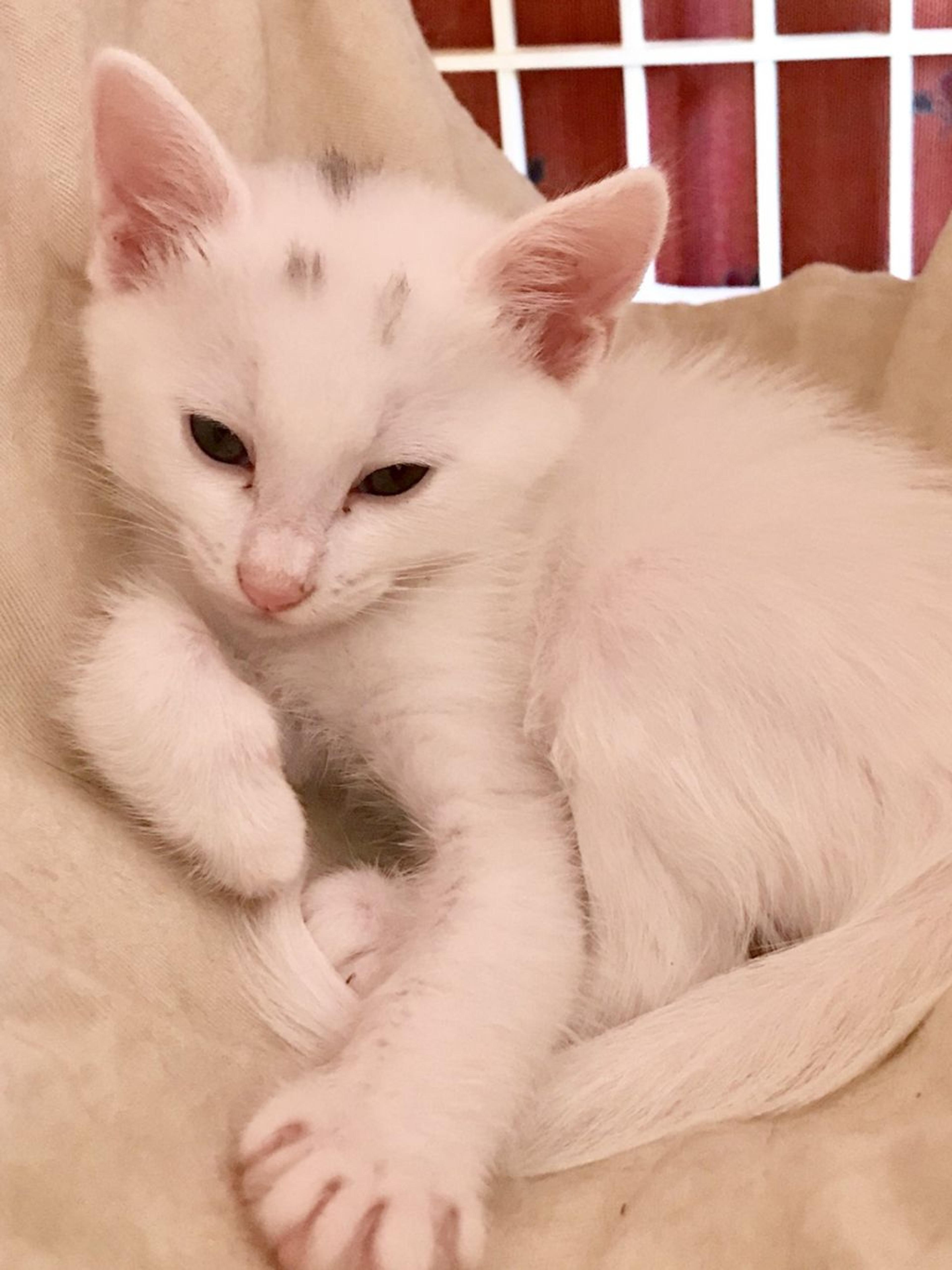 pet-image-3