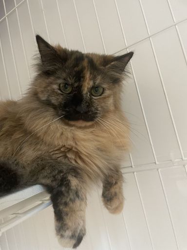 ベニの写真