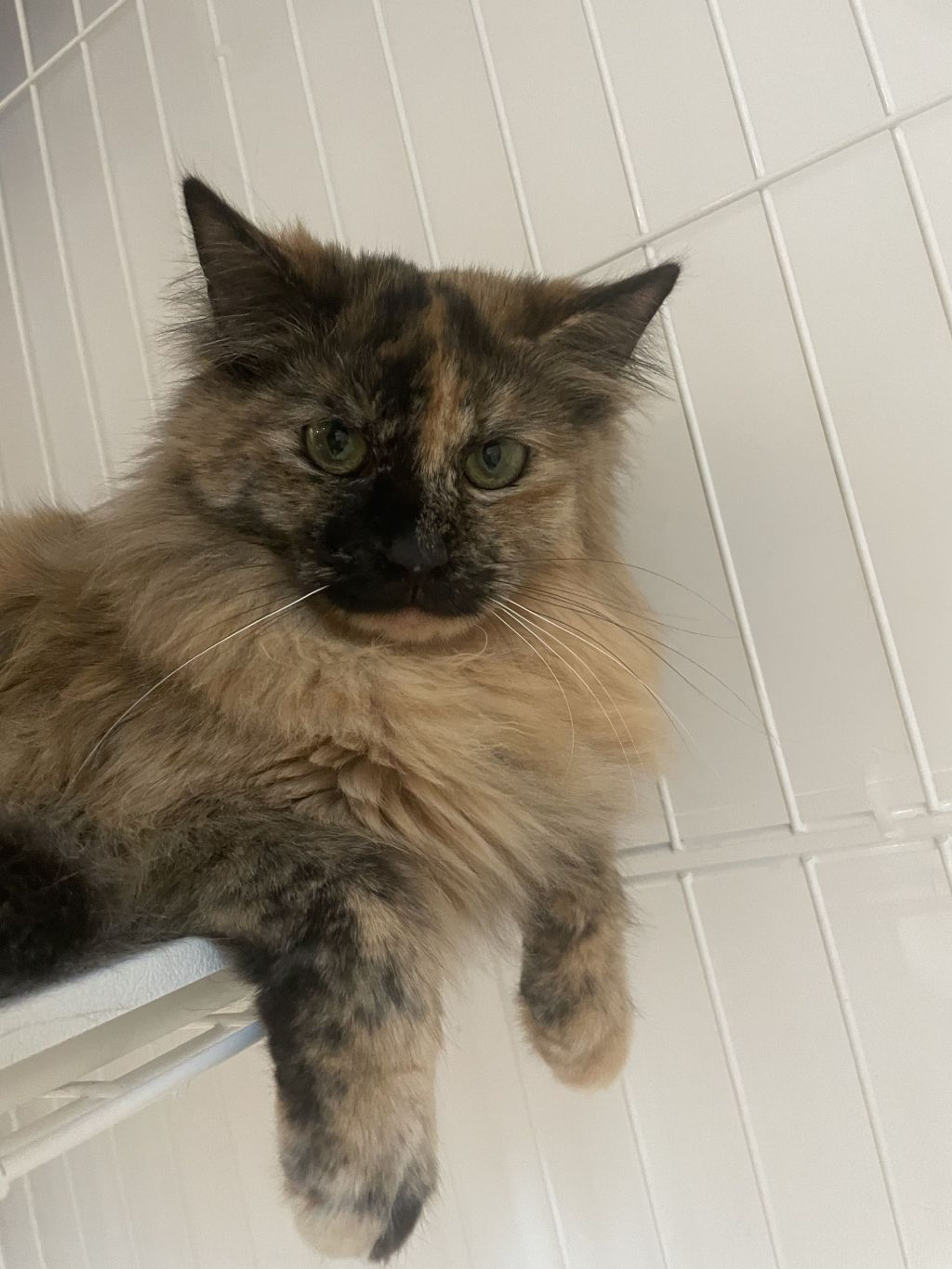 雑種（ミックス猫）・メスの里親募集の写真