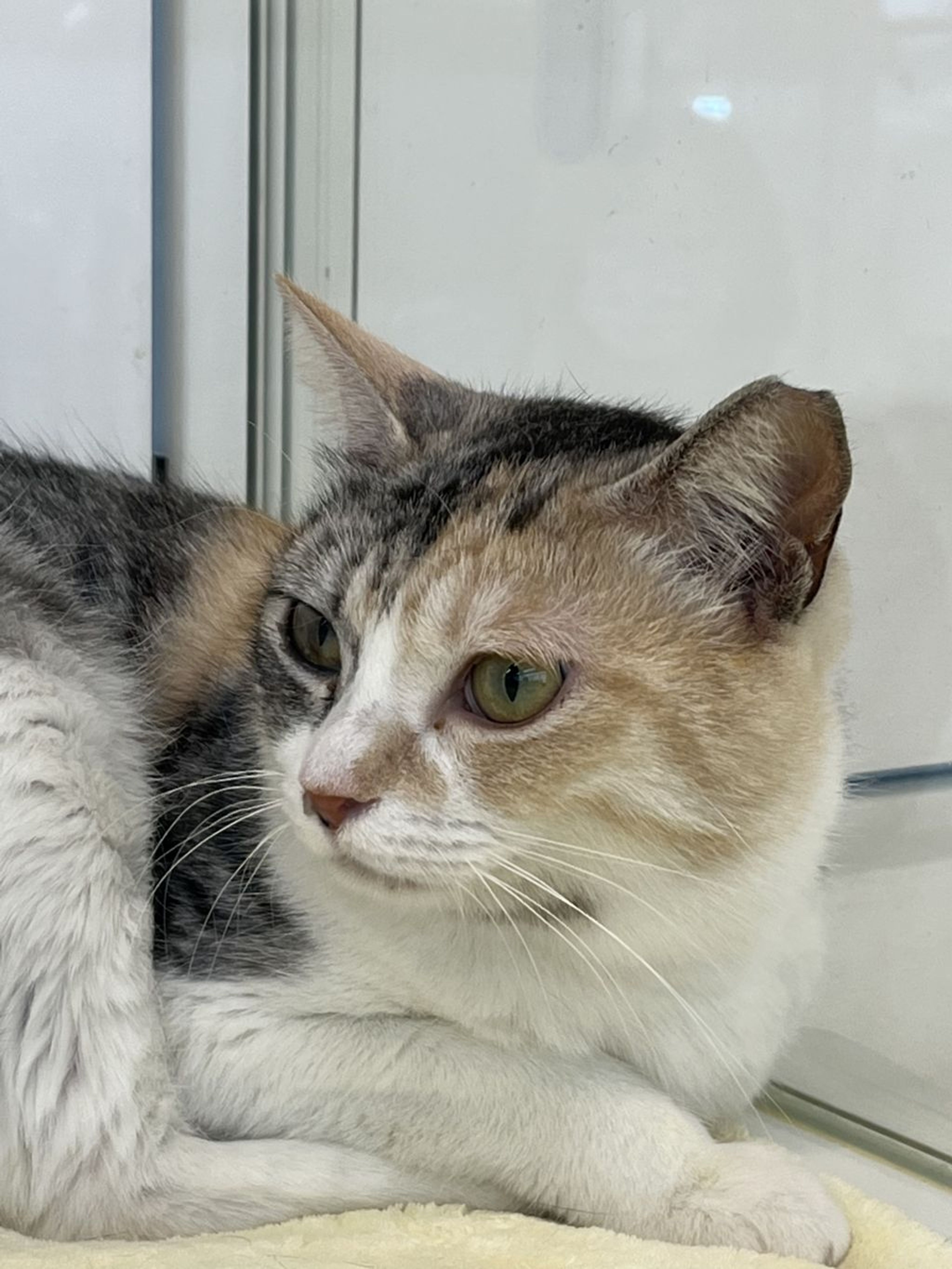 雑種（ミックス猫）・メスの里親募集の写真
