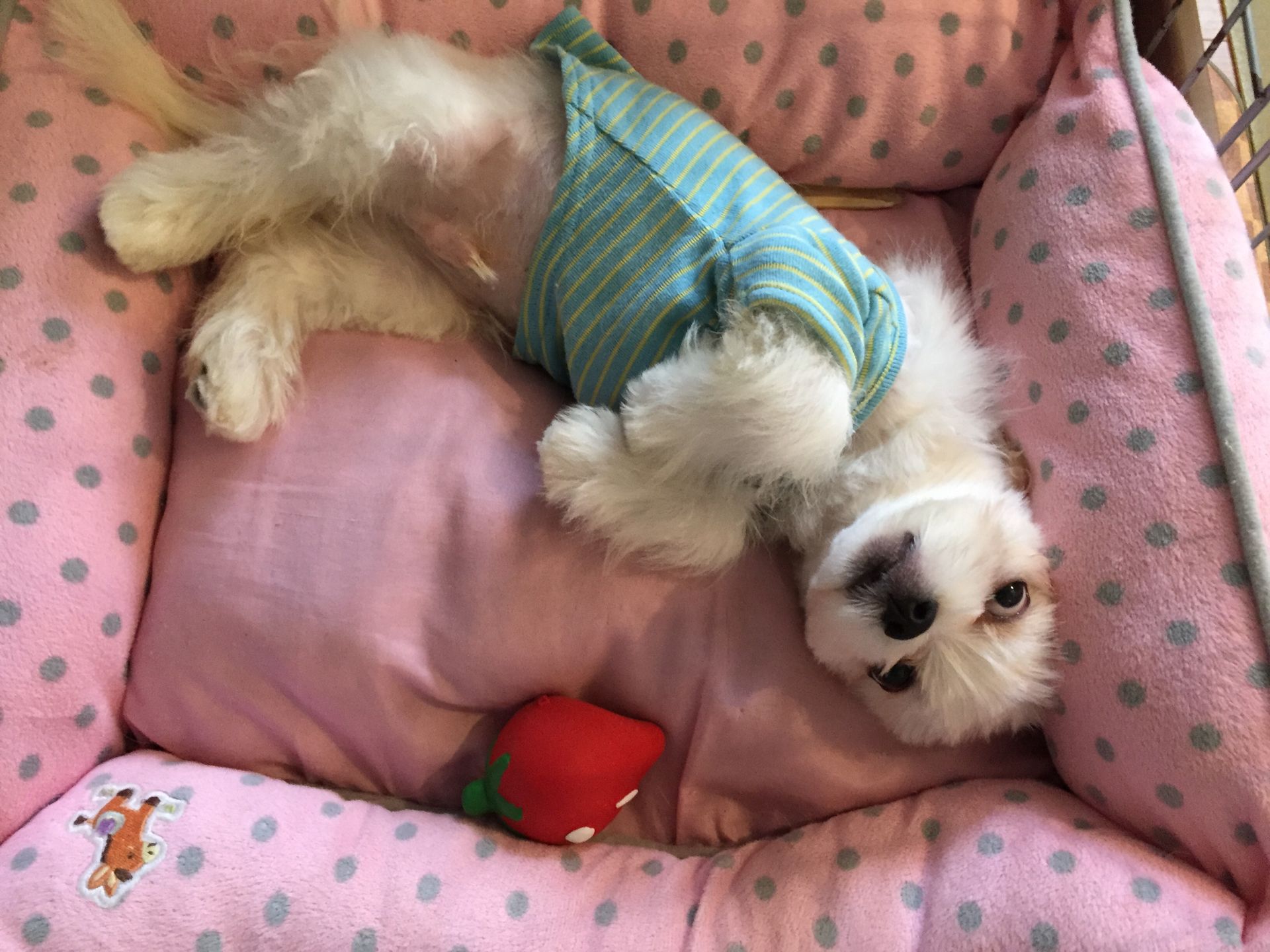 雑種（ミックス犬）・オスの里親募集の写真