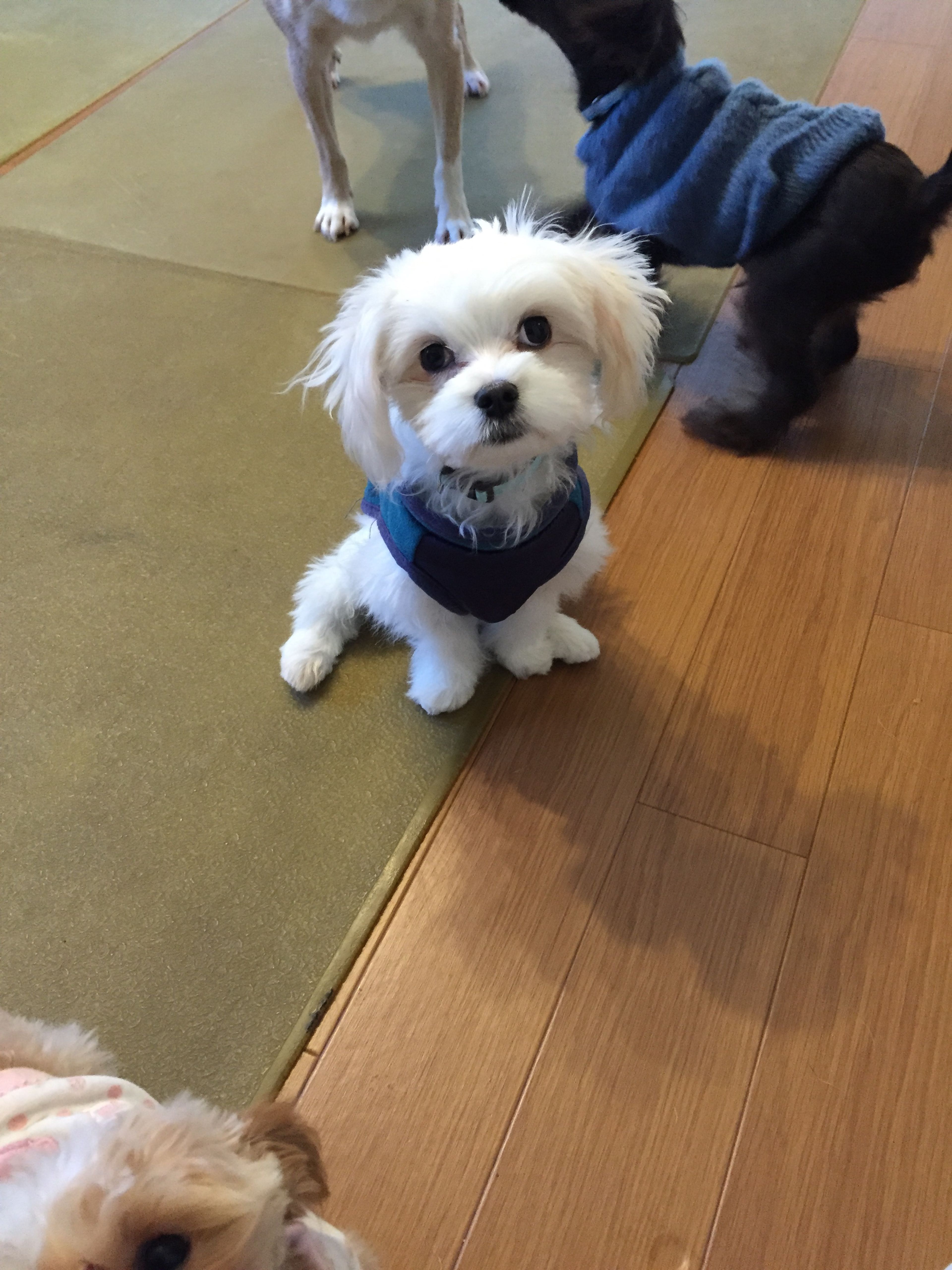 pet-image-2
