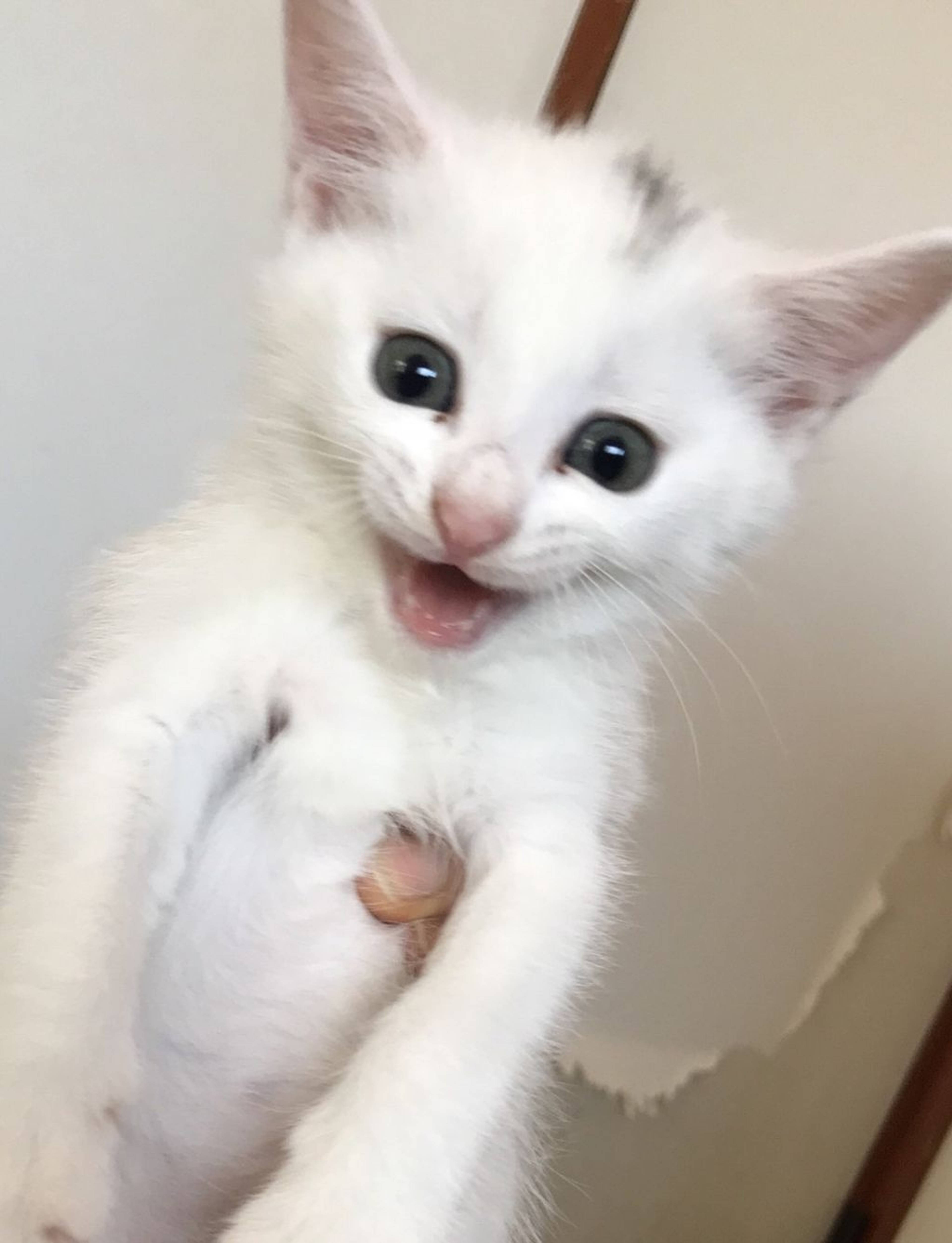 雑種（ミックス猫）・メスの里親募集の写真