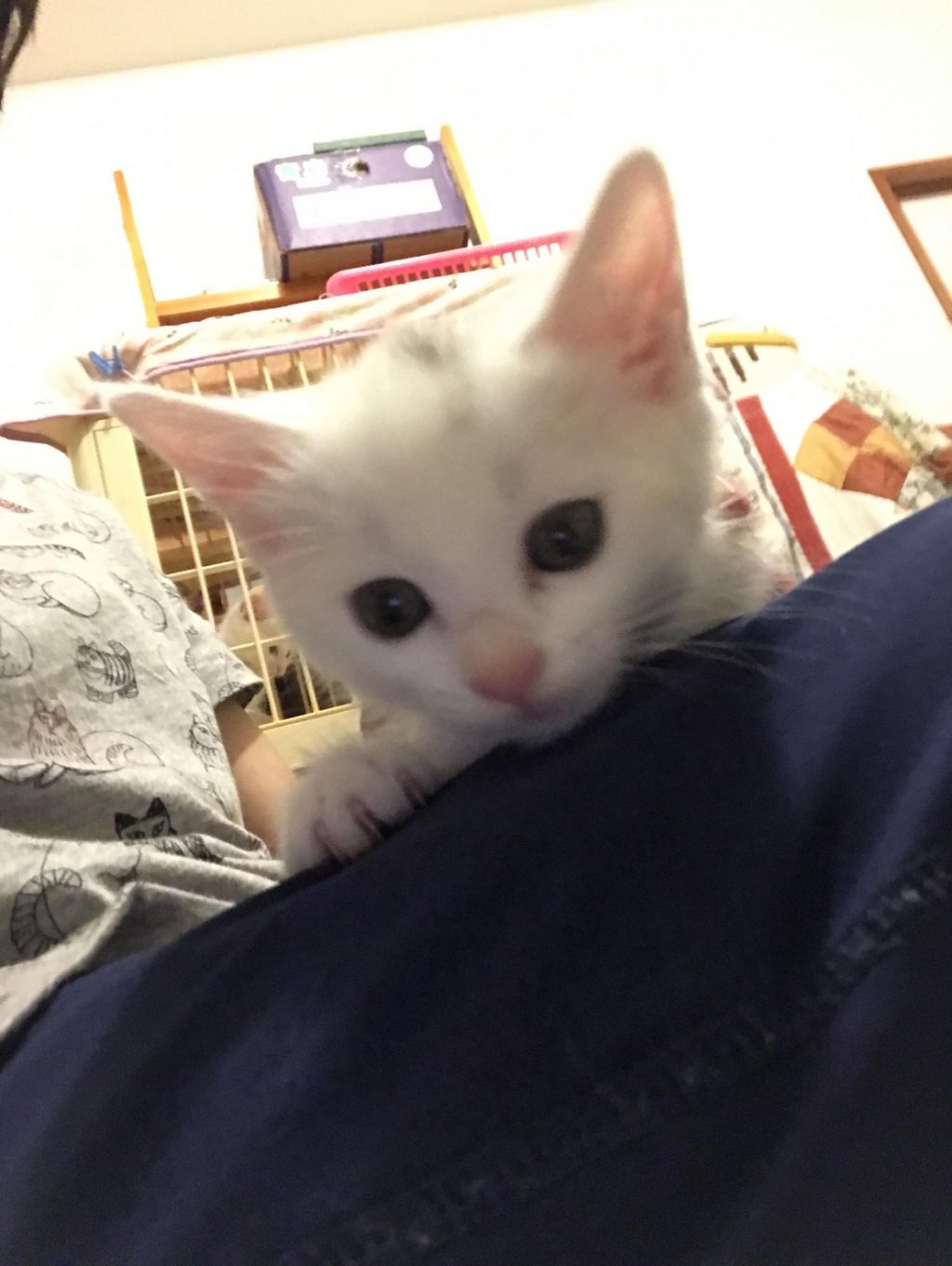 pet-image-2