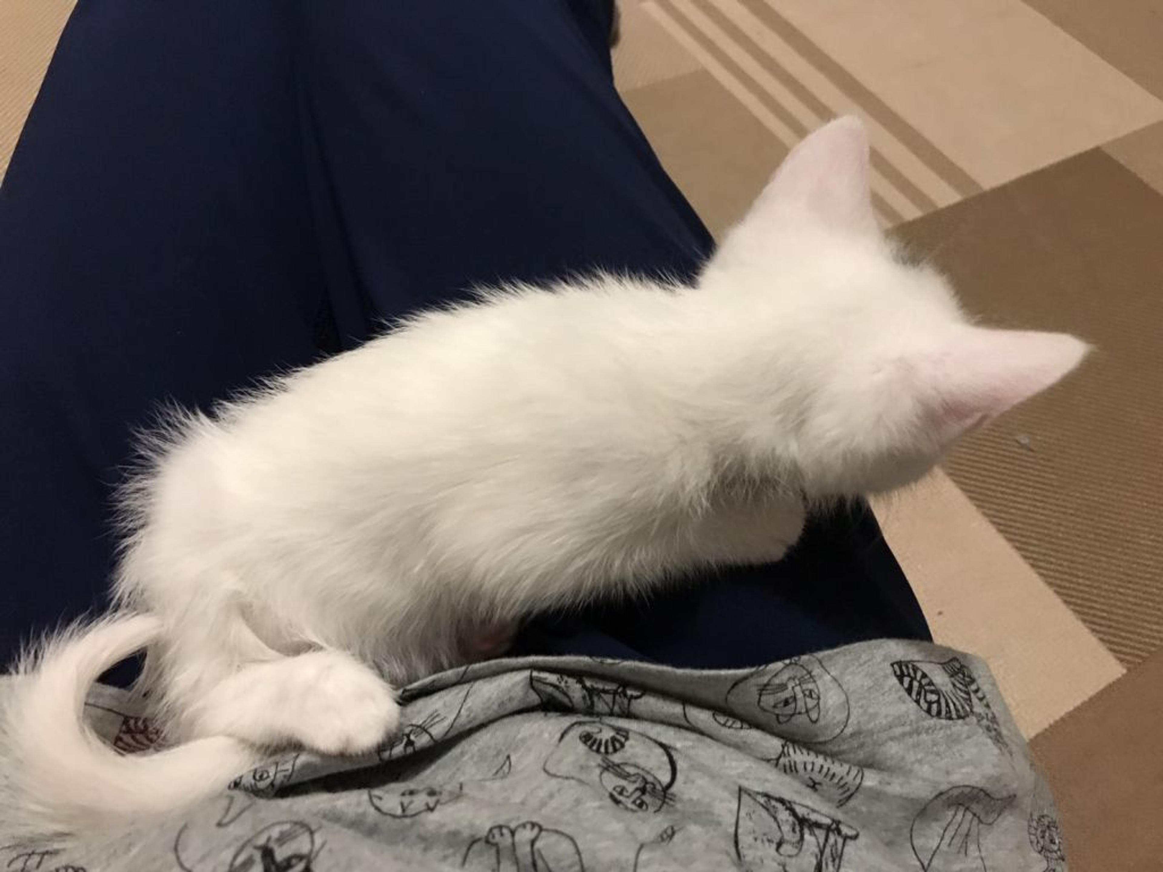 pet-image-3