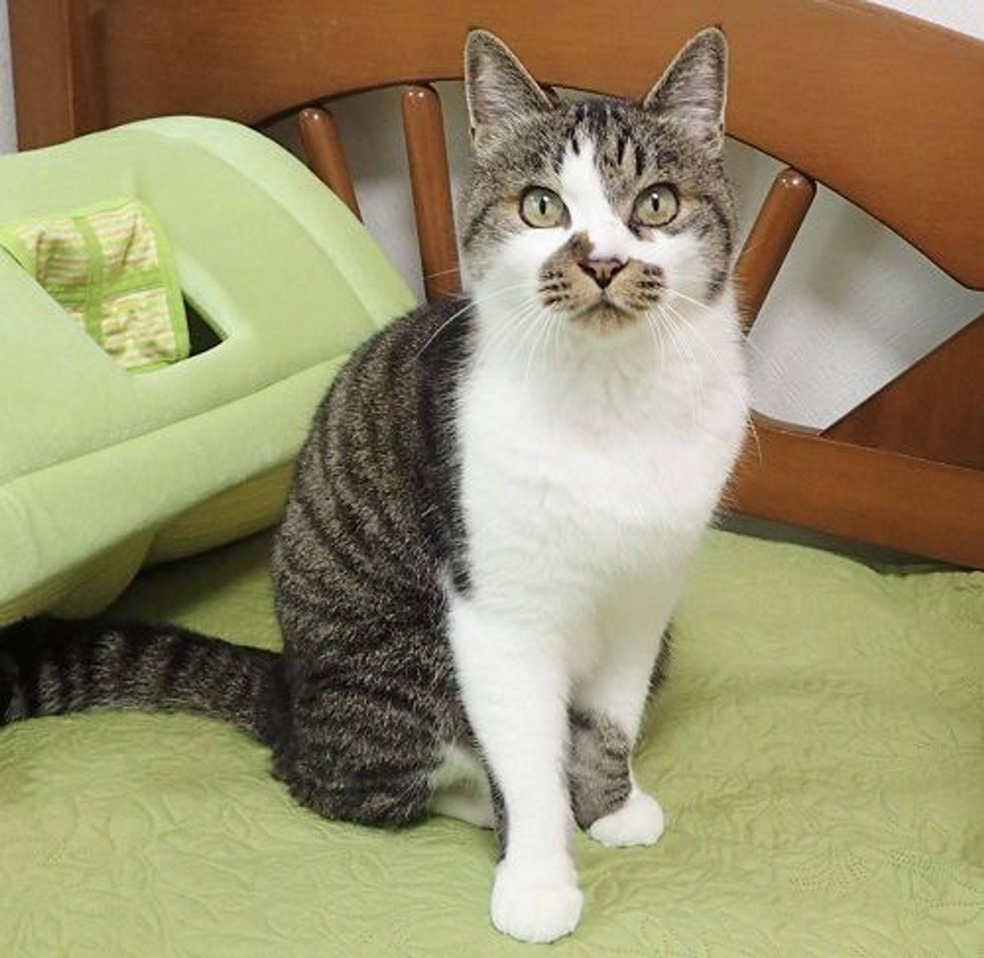 雑種（ミックス猫）・オスの里親募集の写真