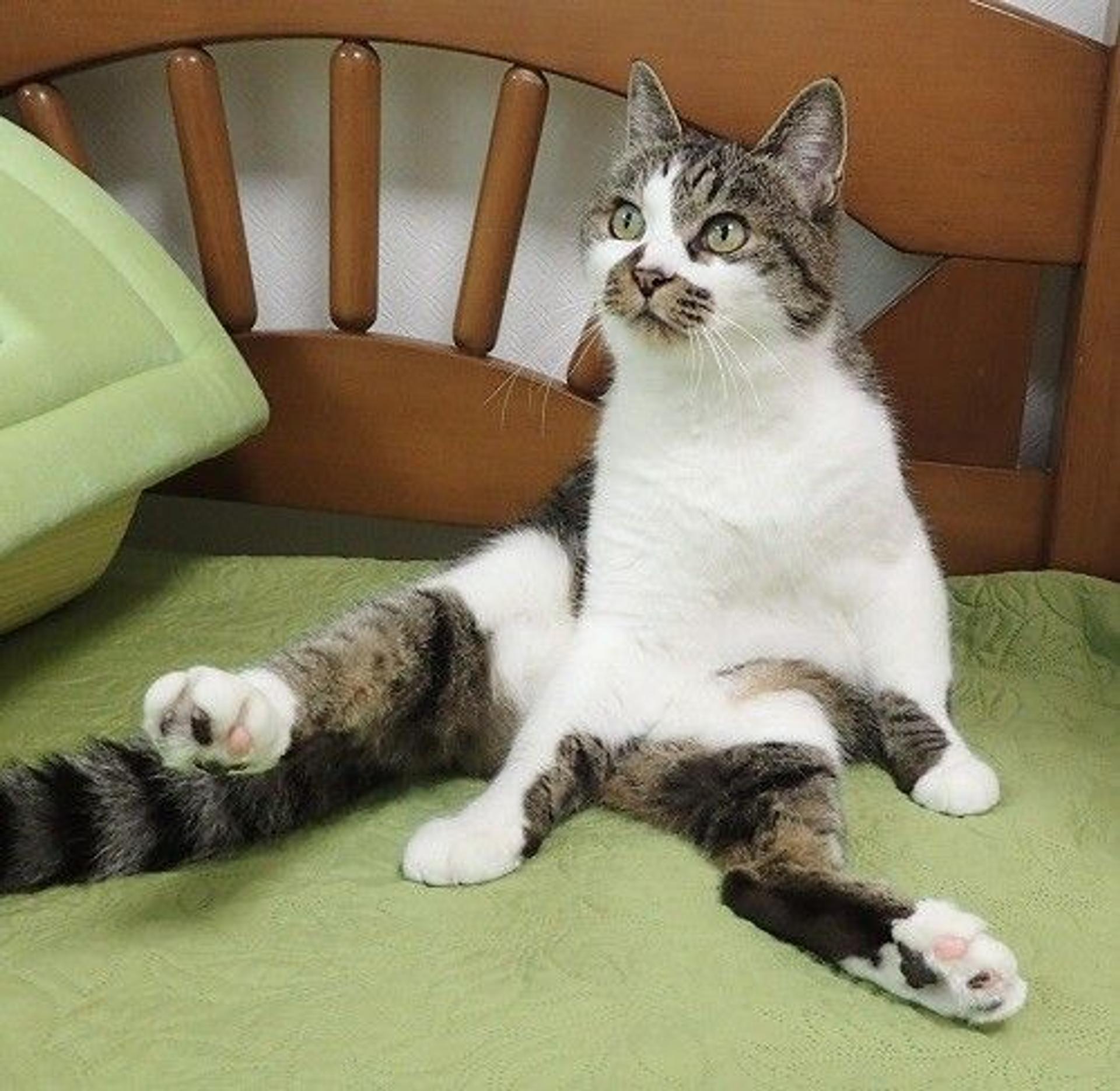 pet-image-5
