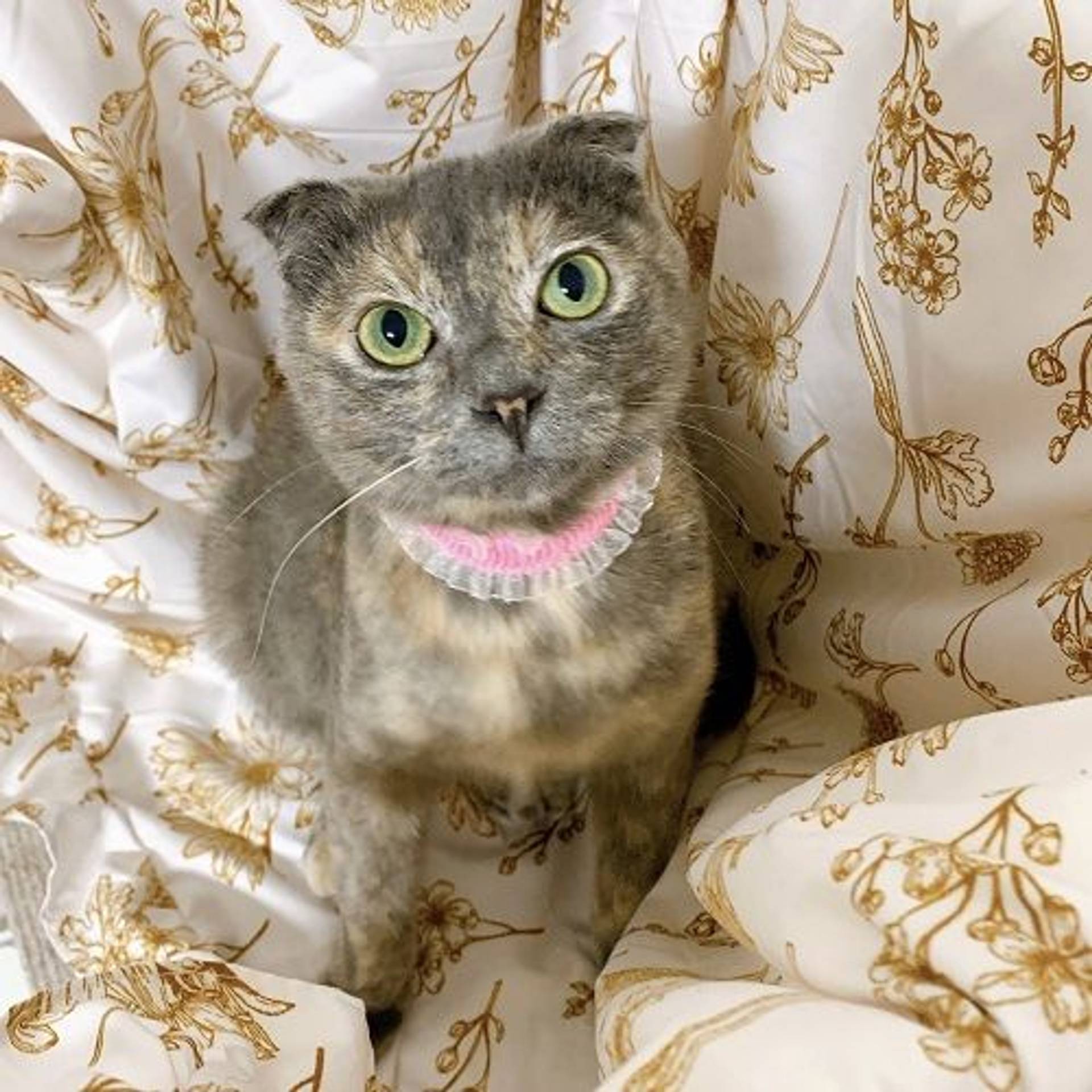 雑種（ミックス猫）・メスの里親募集の写真