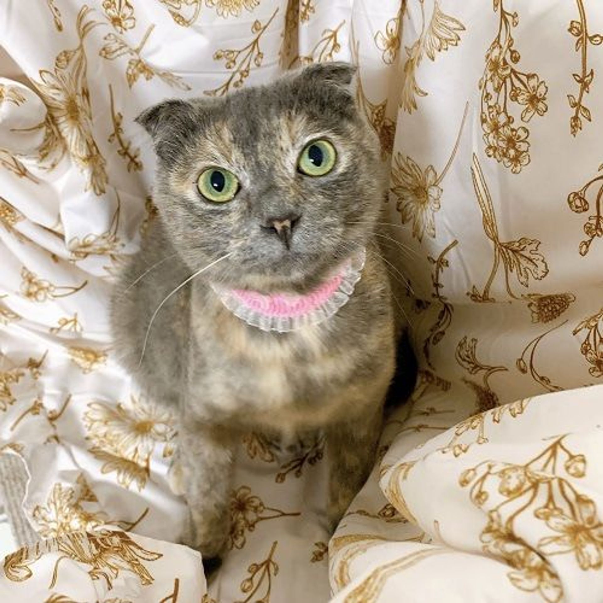 雑種（ミックス猫）・メスの里親募集の写真