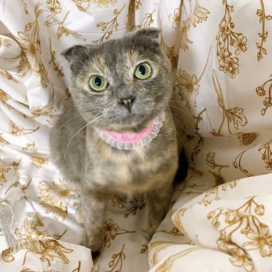わんこちゃん
