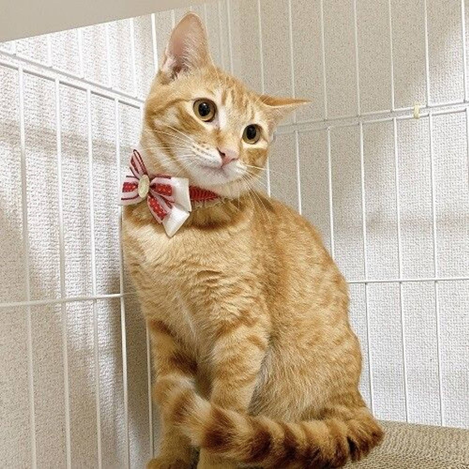 雑種（ミックス猫）・オスの里親募集の写真