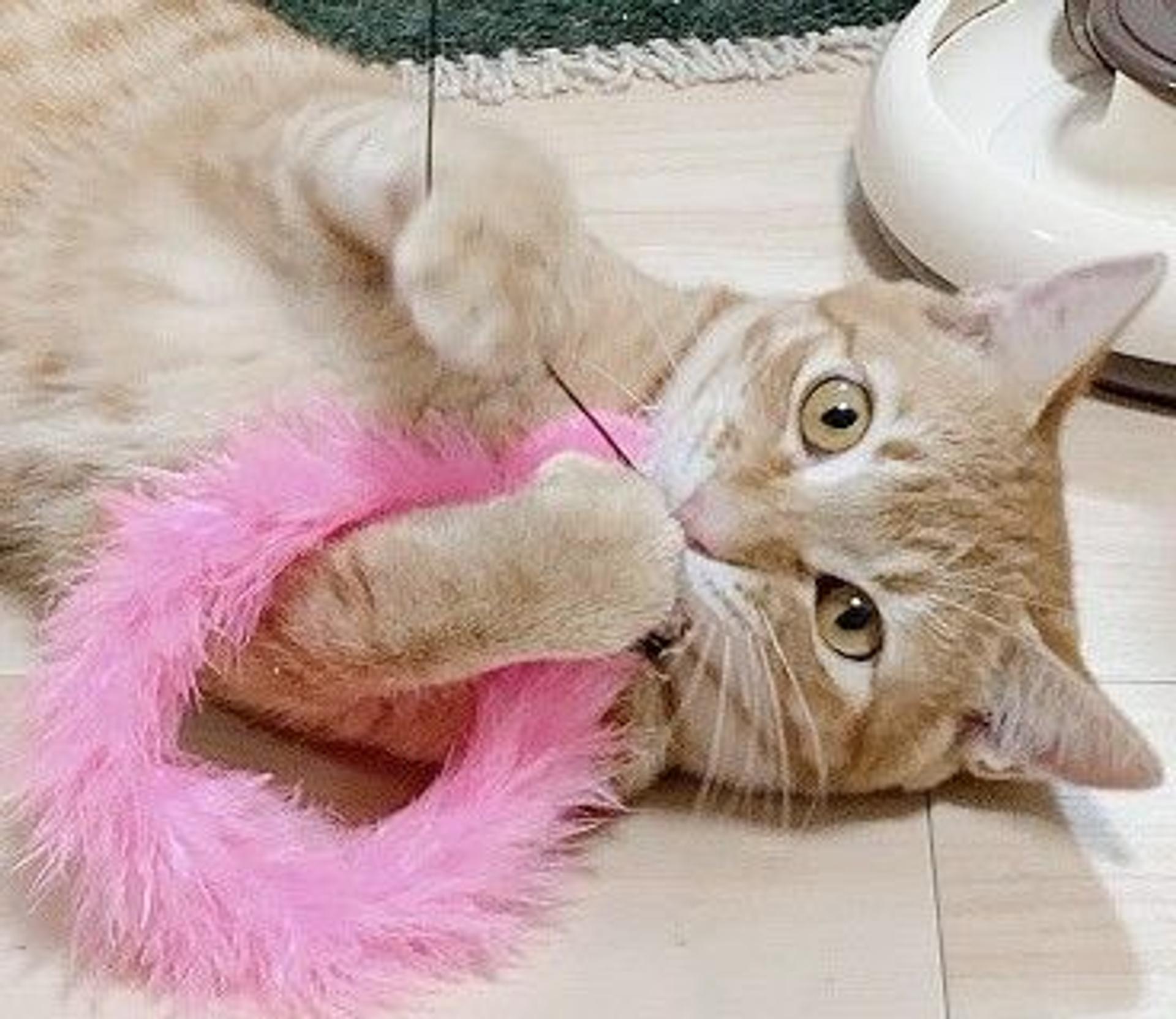 pet-image-3