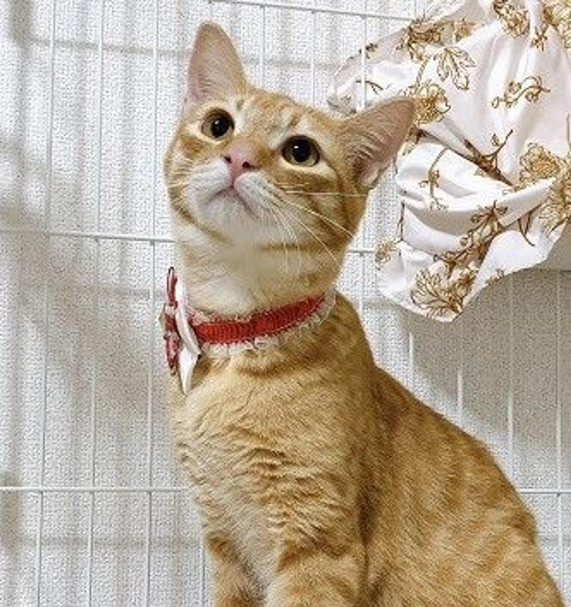 pet-image-4
