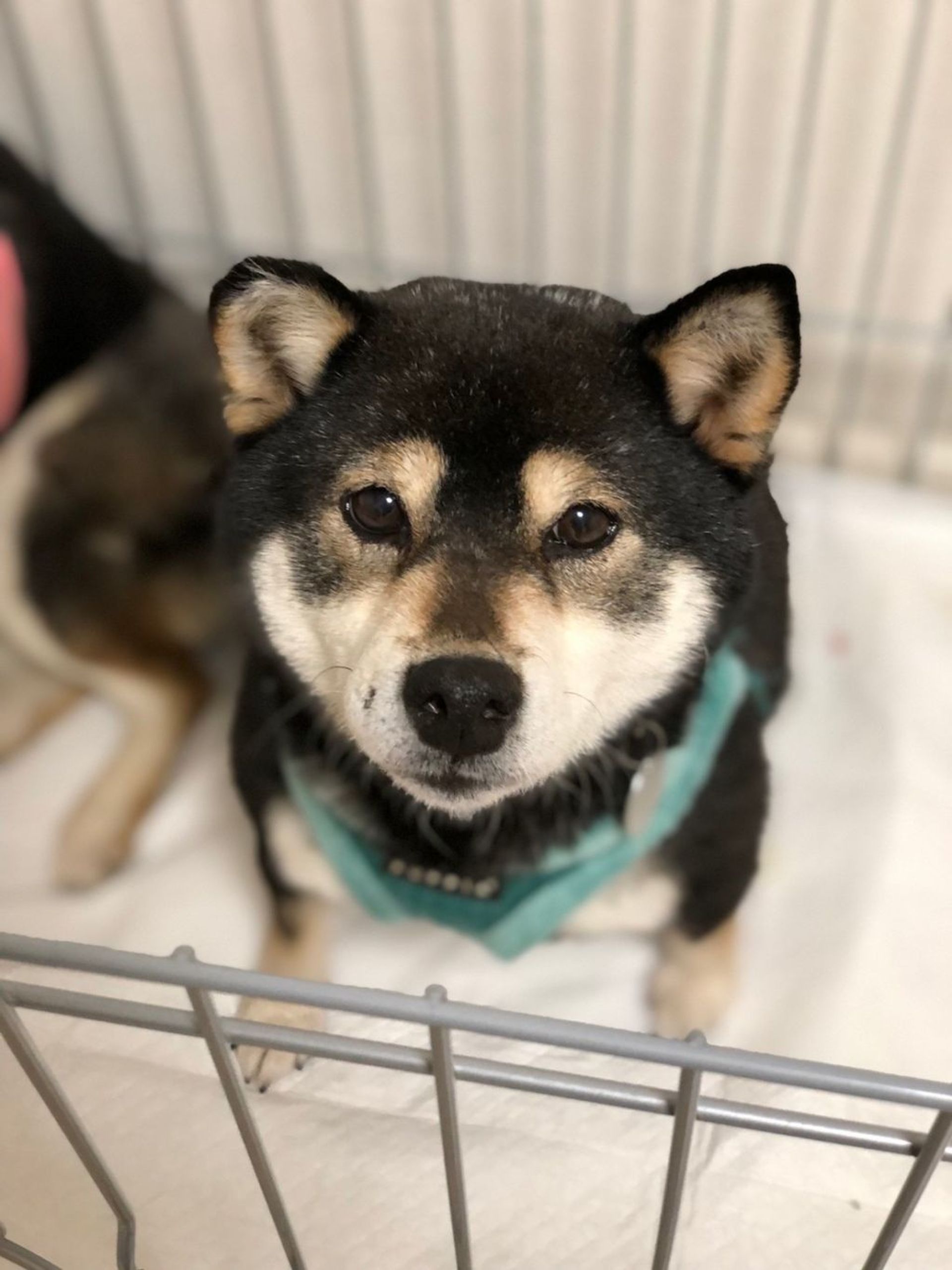 柴犬・メスの里親募集の写真