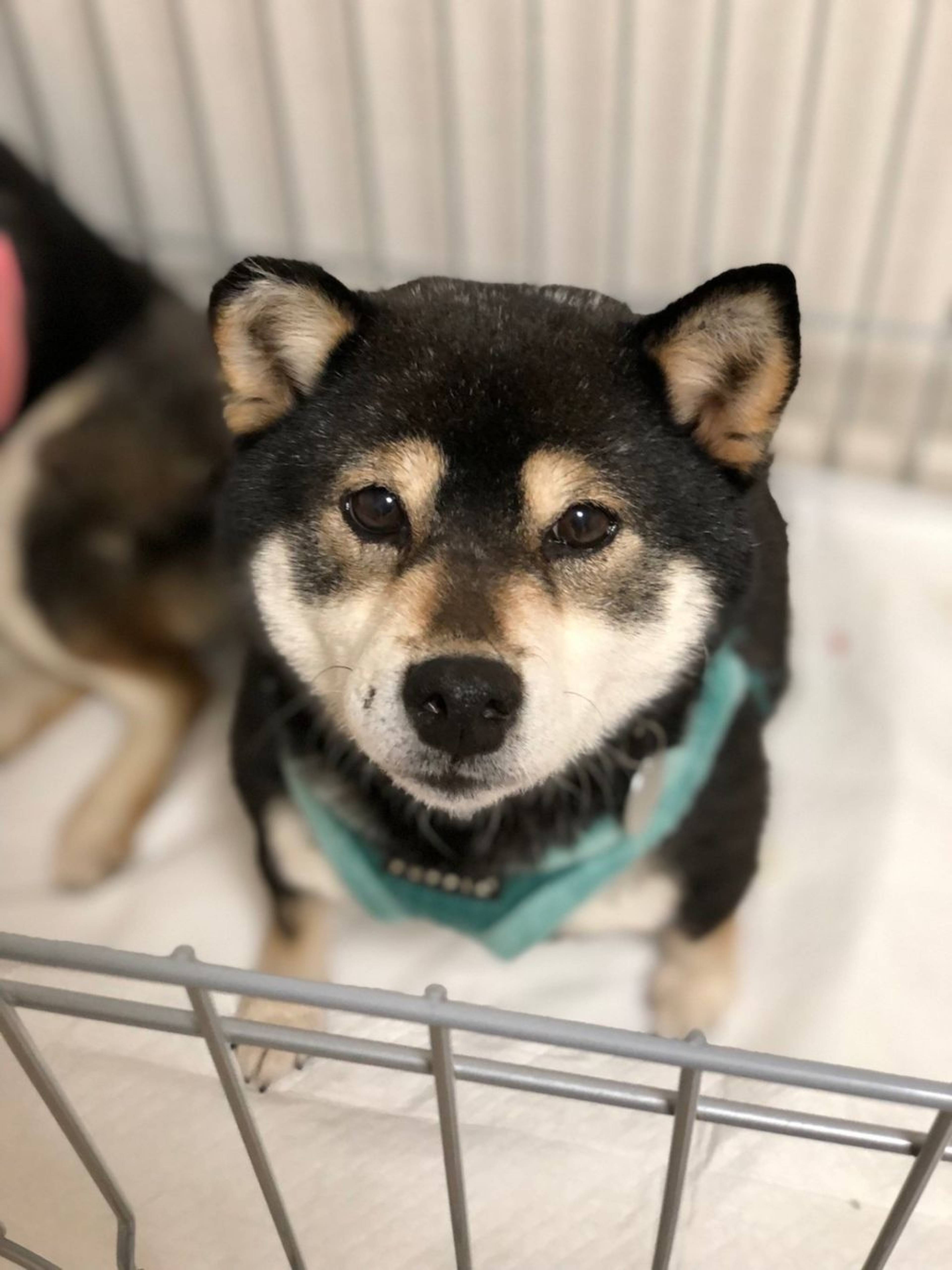 柴犬・メスの里親募集の写真